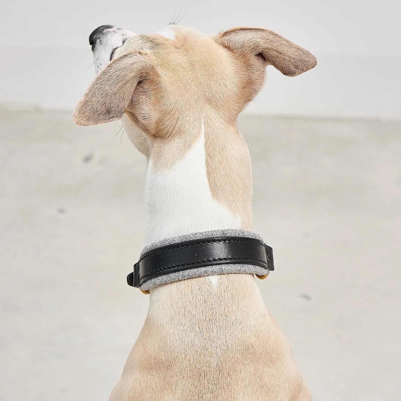 Miacara Siena Leather Dog Collar & Leash