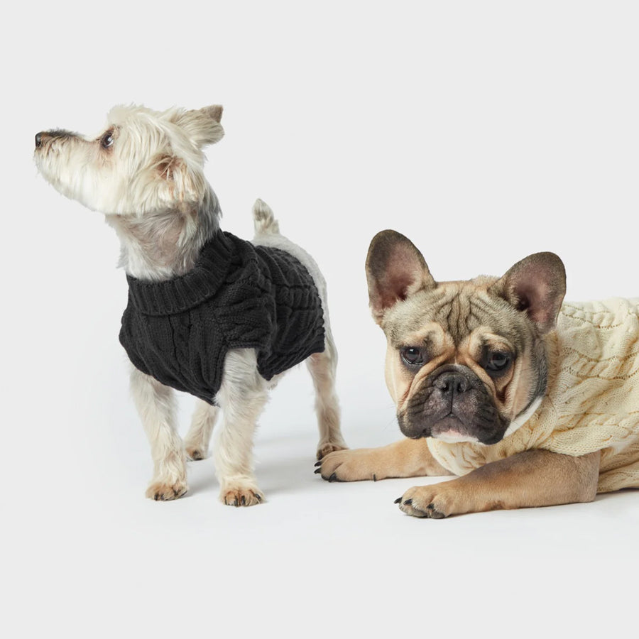 small terrier and french bulldog wearing warm shinola dog sweaters