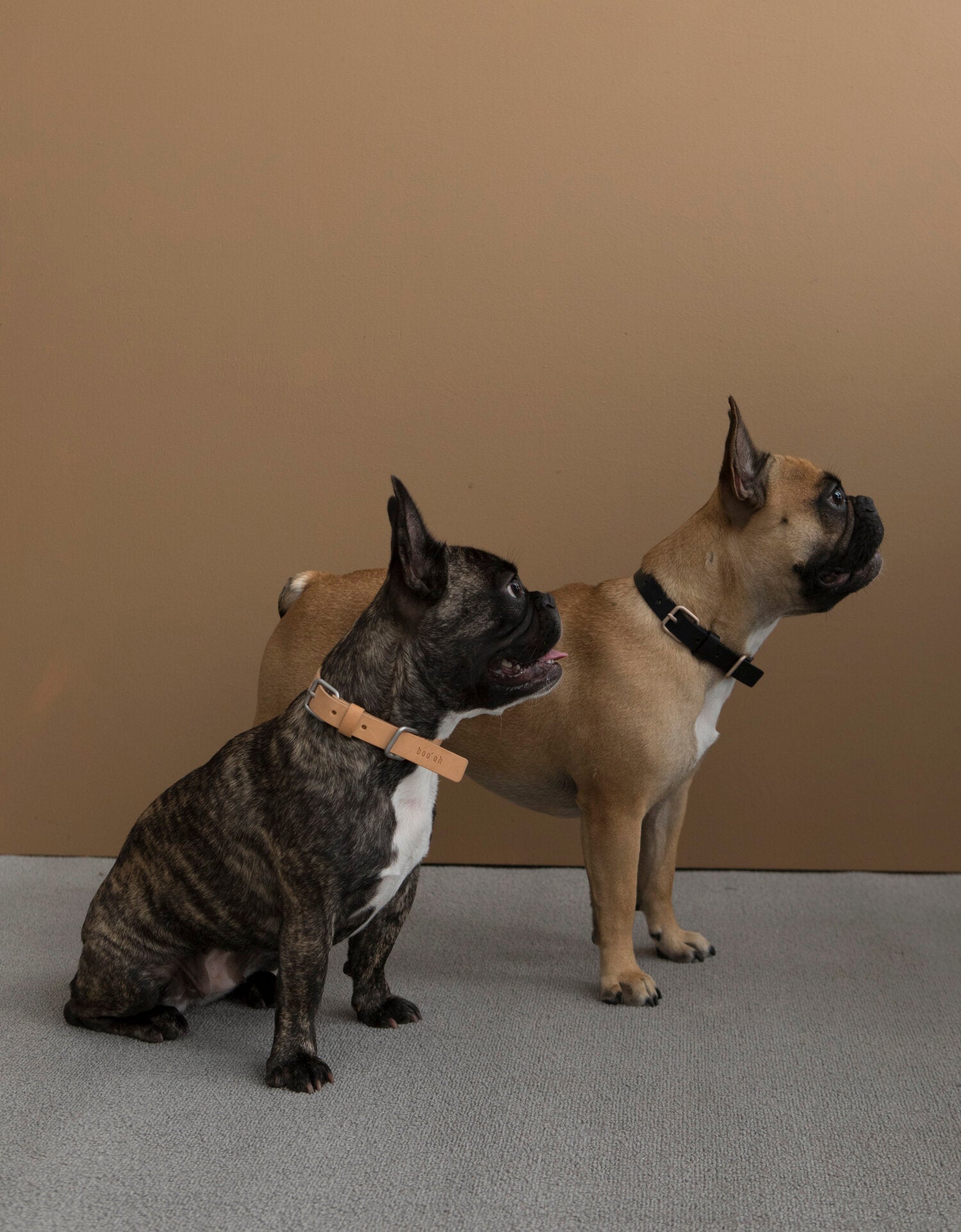 Designer dog collar in leather