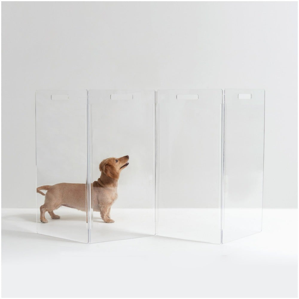 Dachshund is next to a freestanding acrylic dog gate in clear lucite by Hiddin.