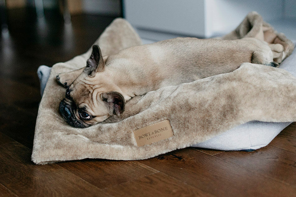 Pug on a luxury dog blanket