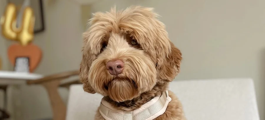 Furlou Hands Free Dog Leashes & Luxury Collars
