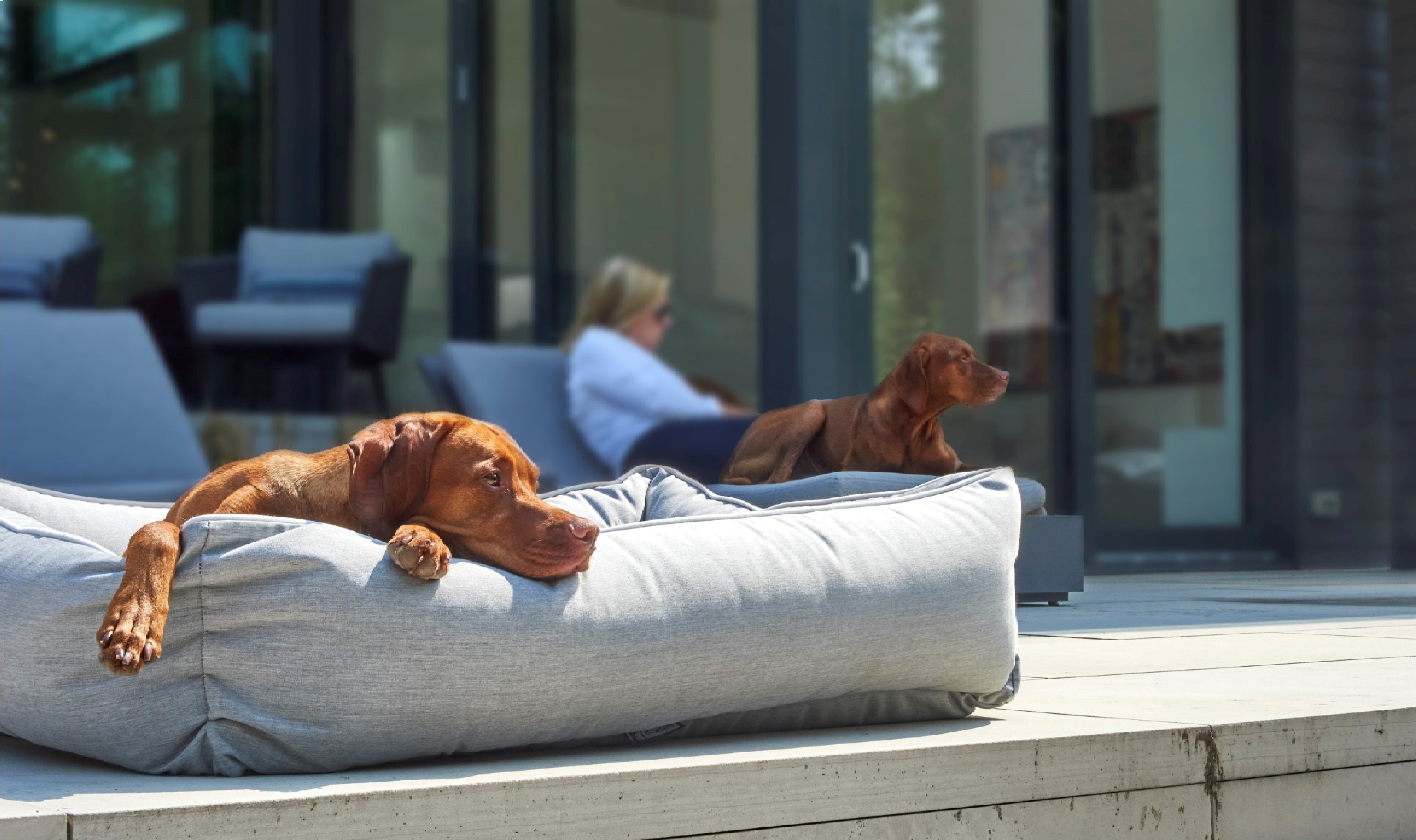 The Best Orthopedic Dog Beds