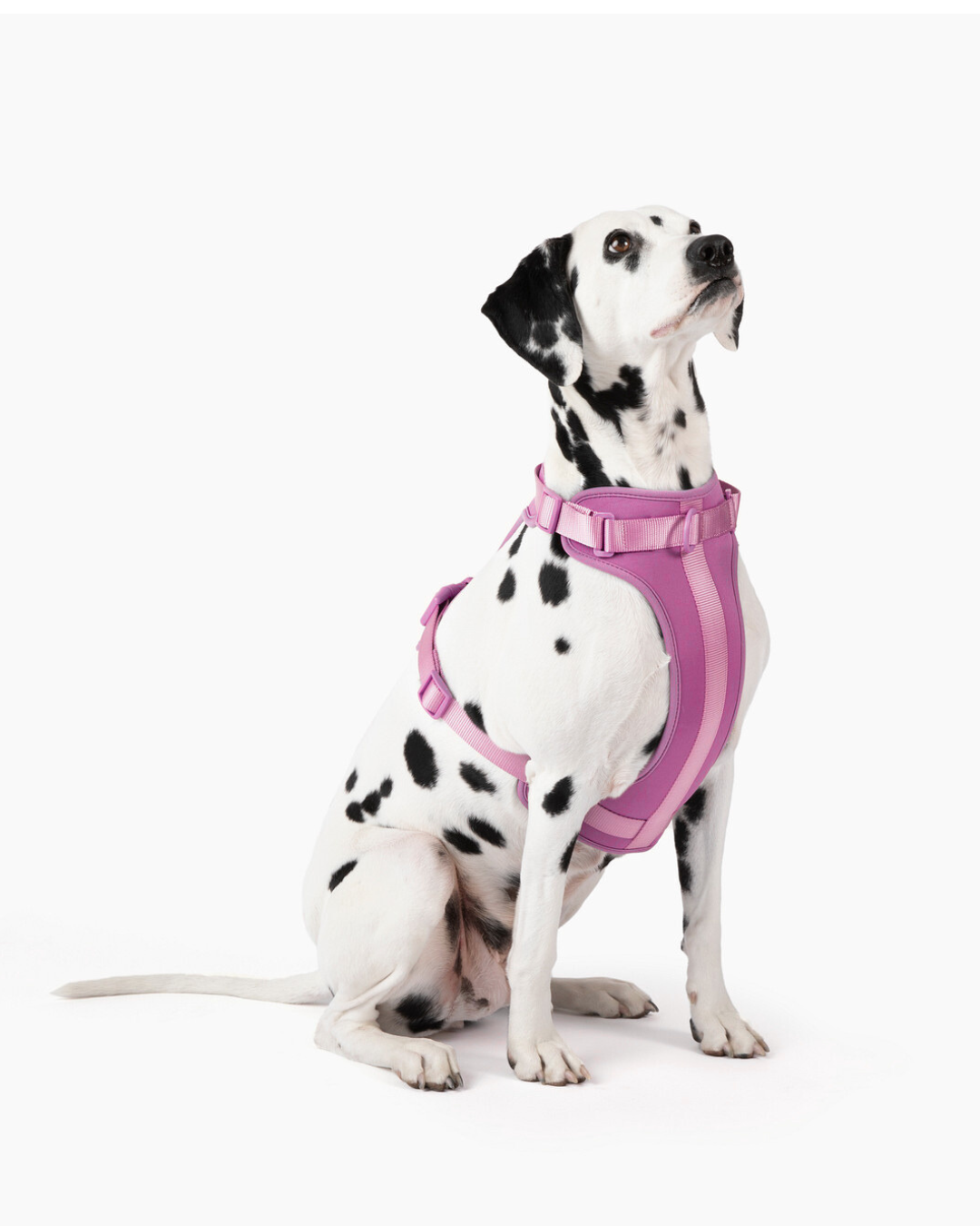 Cute lightweight cushioned dog harness