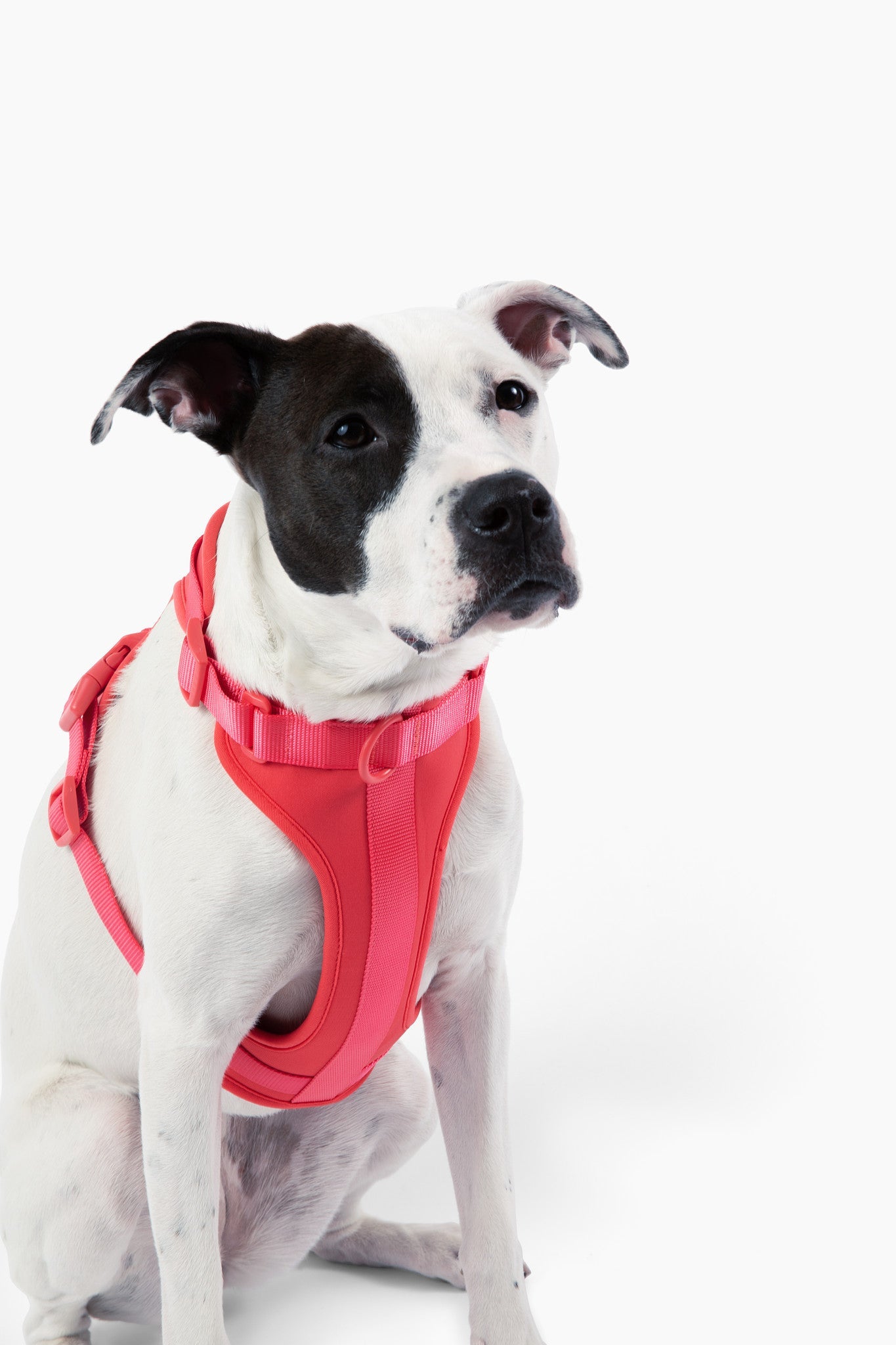 Cute lightweight cushioned dog harness