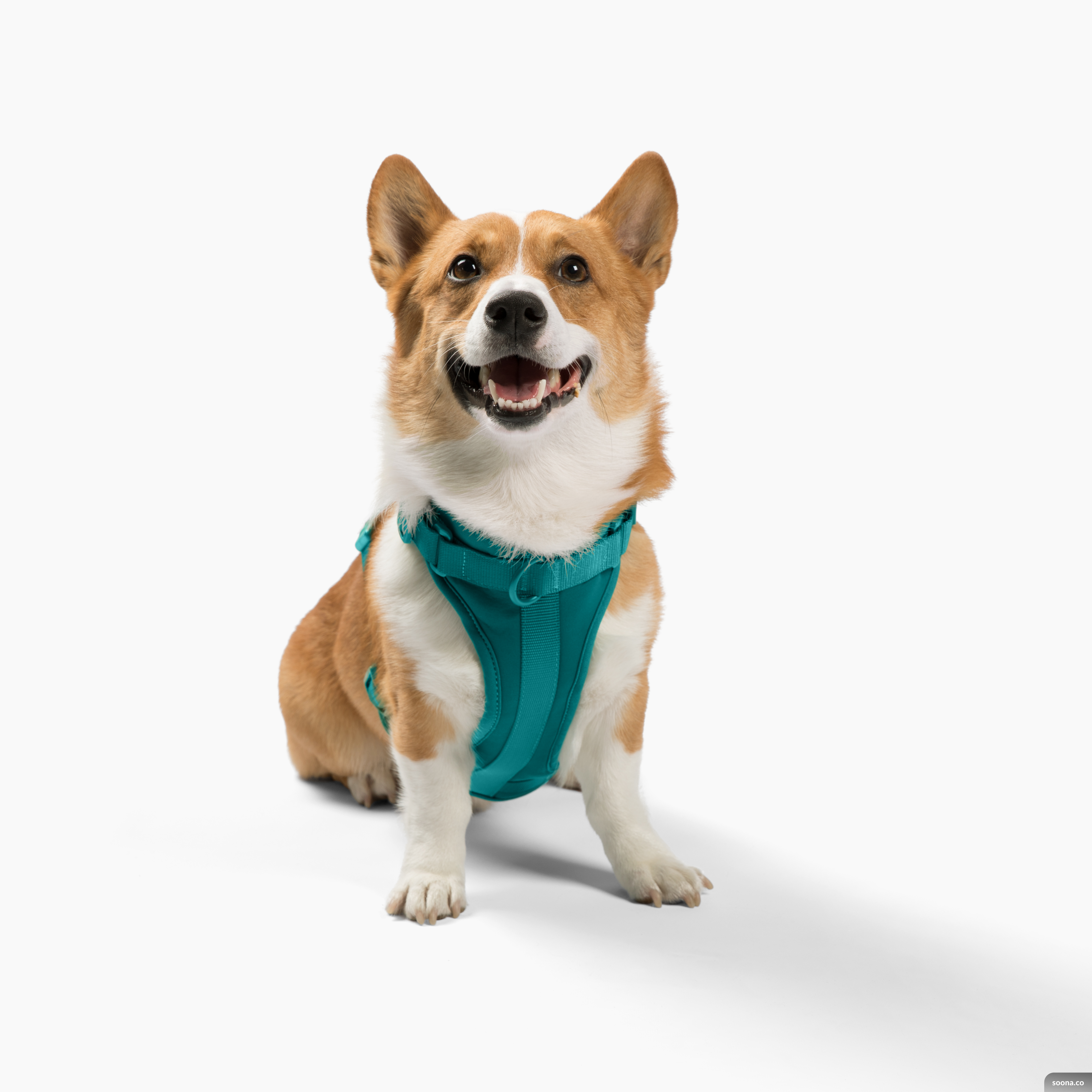Cute lightweight cushioned dog harness