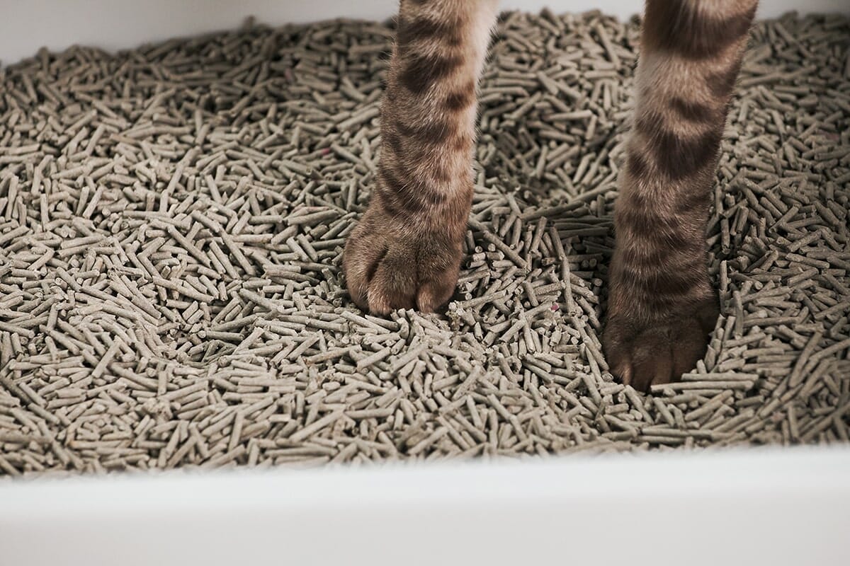 Cute Aesthetic Cubby Litter Box