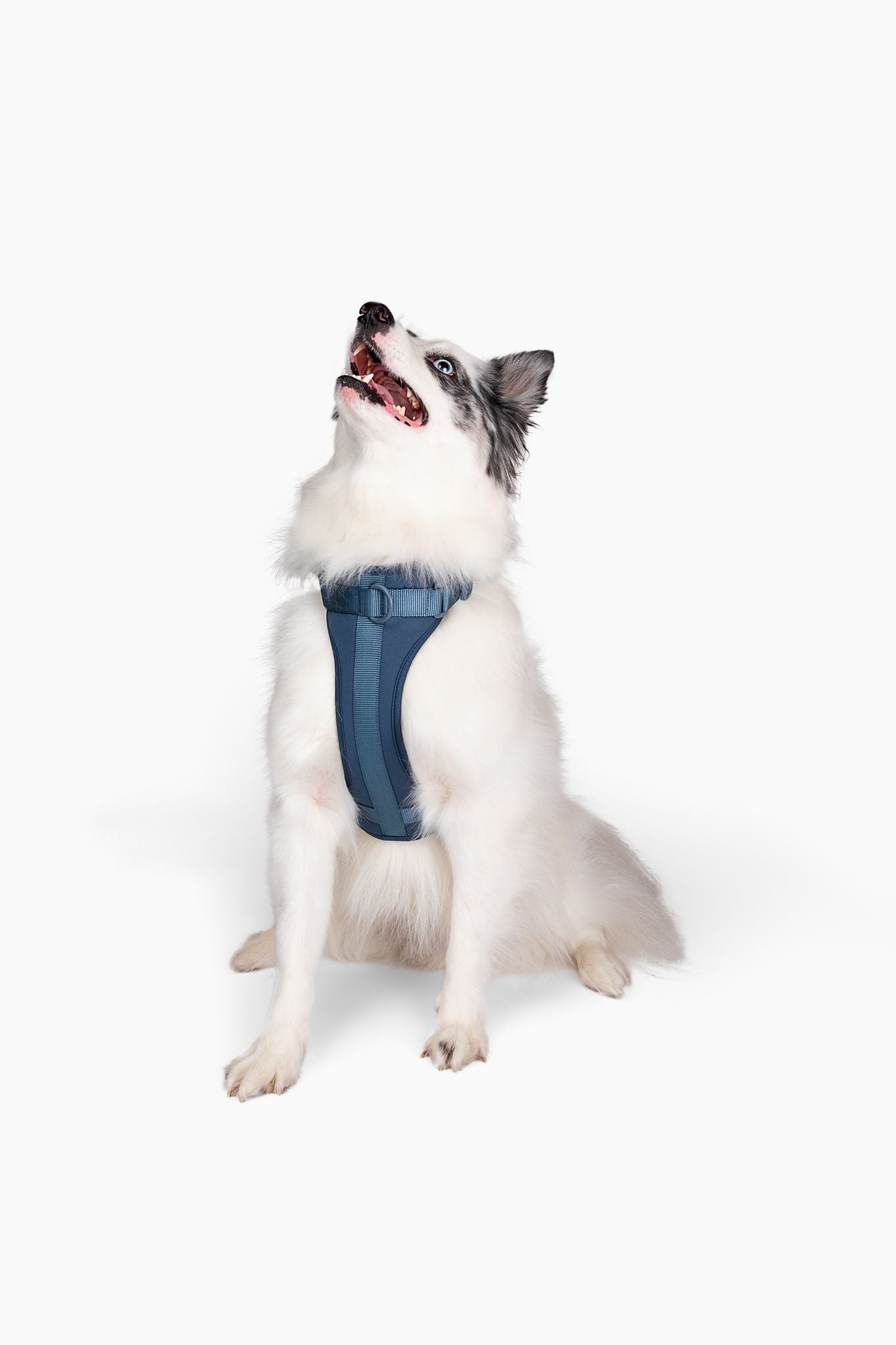 Cute lightweight cushioned dog harness