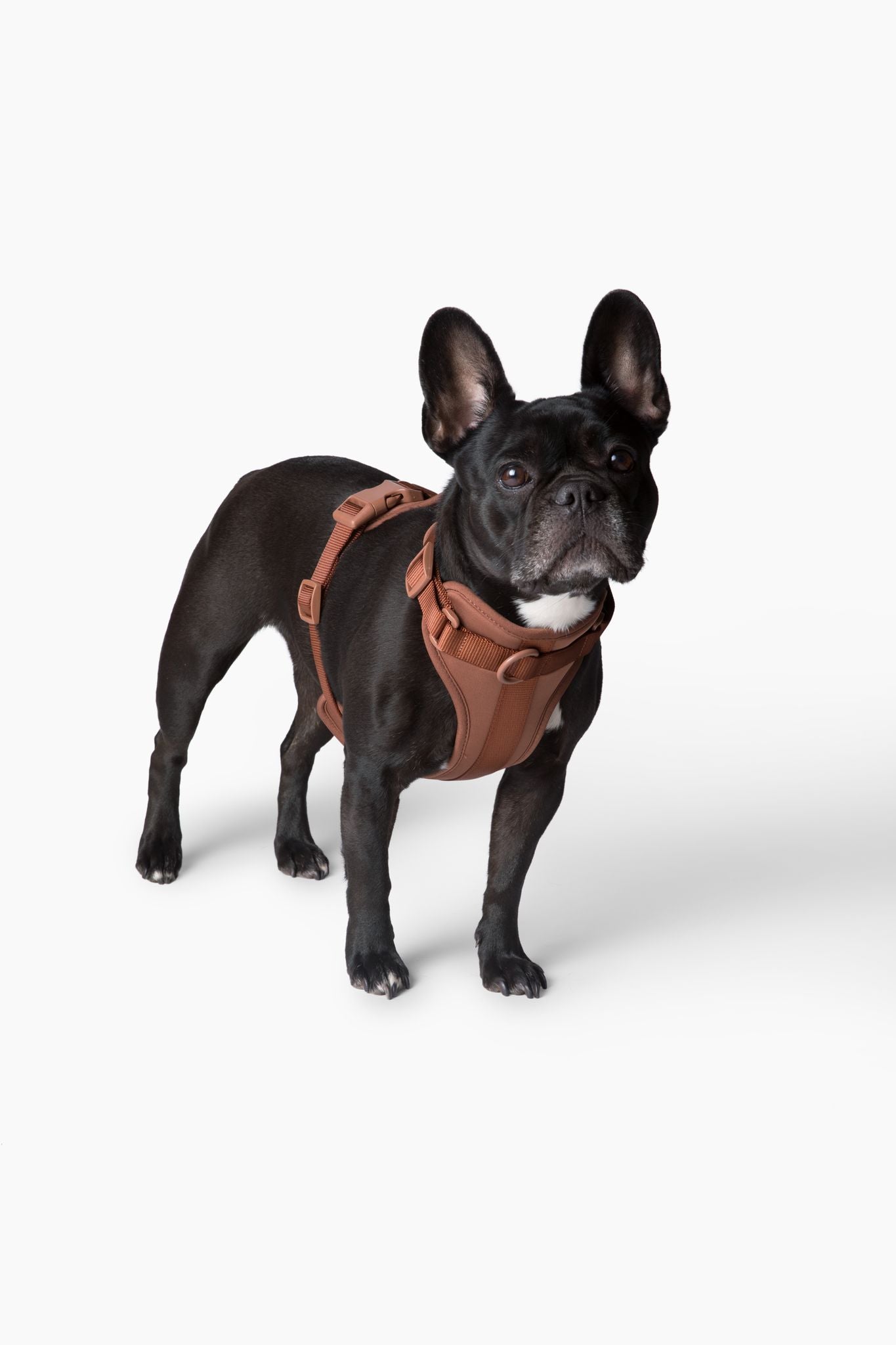 Cute lightweight cushioned dog harness