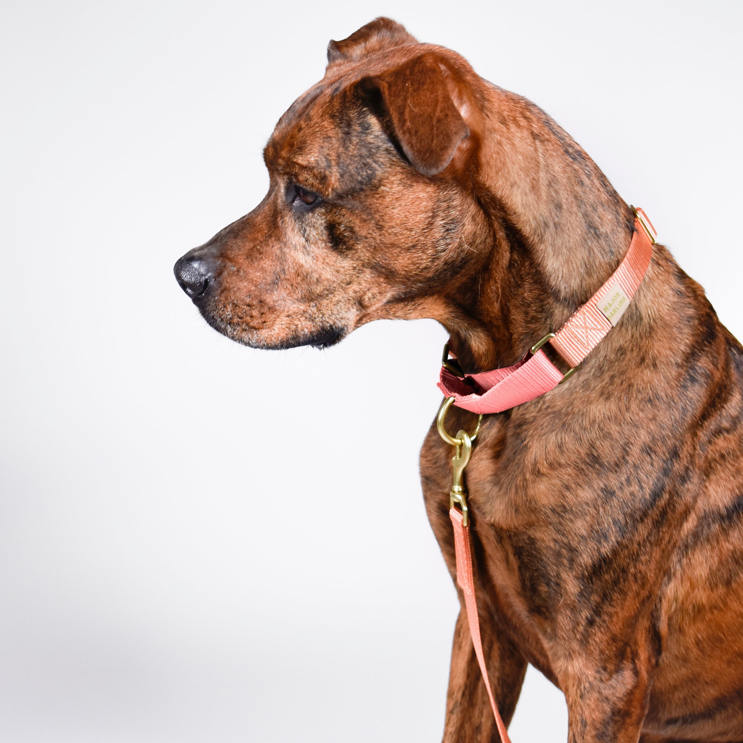 martingale training collar for pullers  | peach + pink