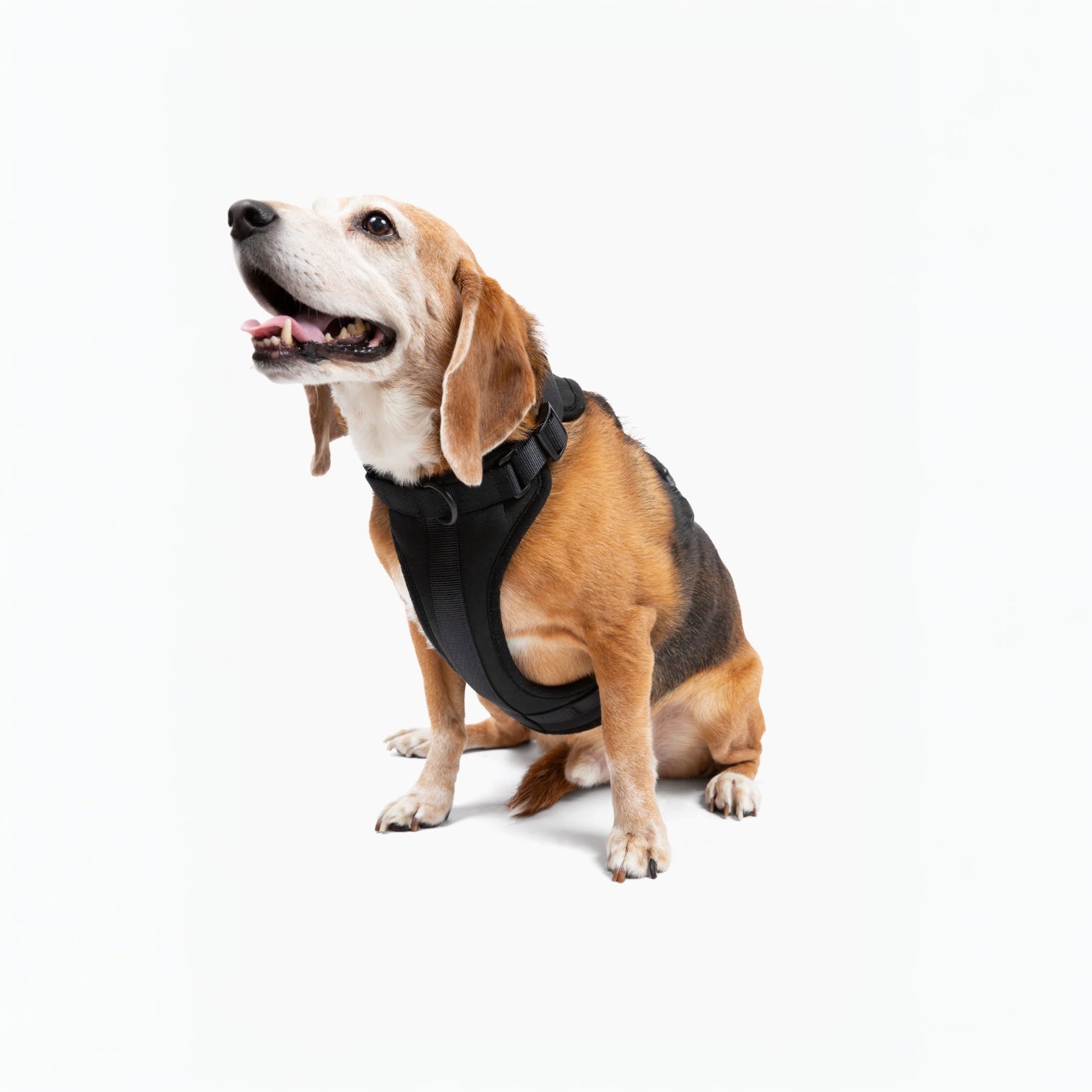 Cute lightweight cushioned dog harness