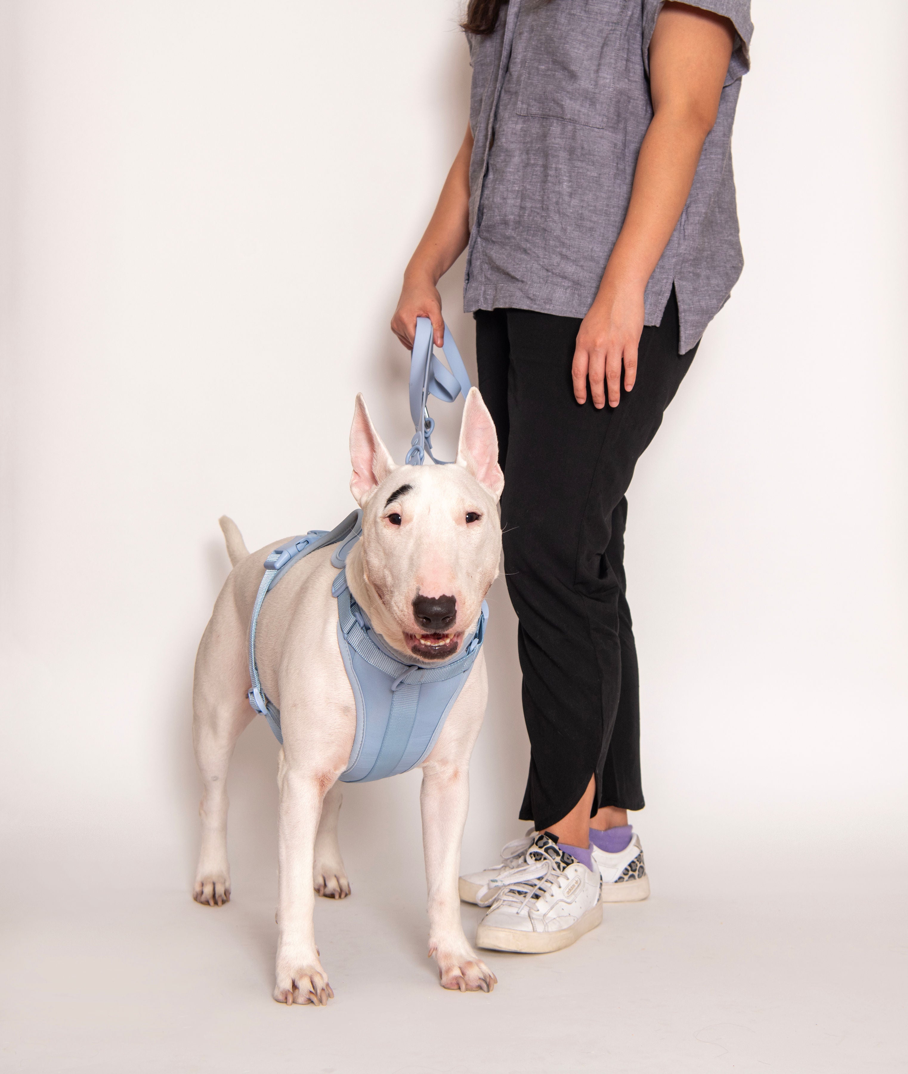 Cute lightweight cushioned dog harness
