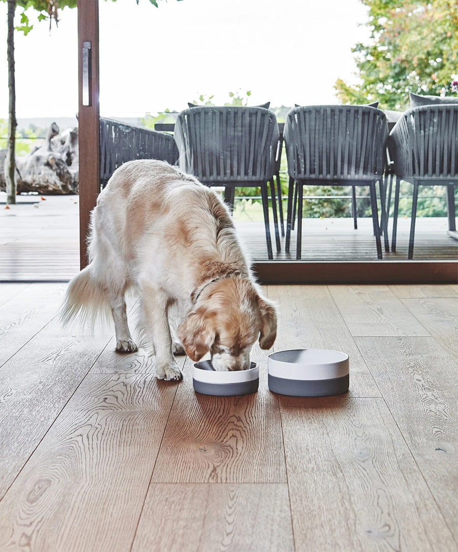 Miacara porcelain dog food and water bowl set with treat jar and slow feeder
