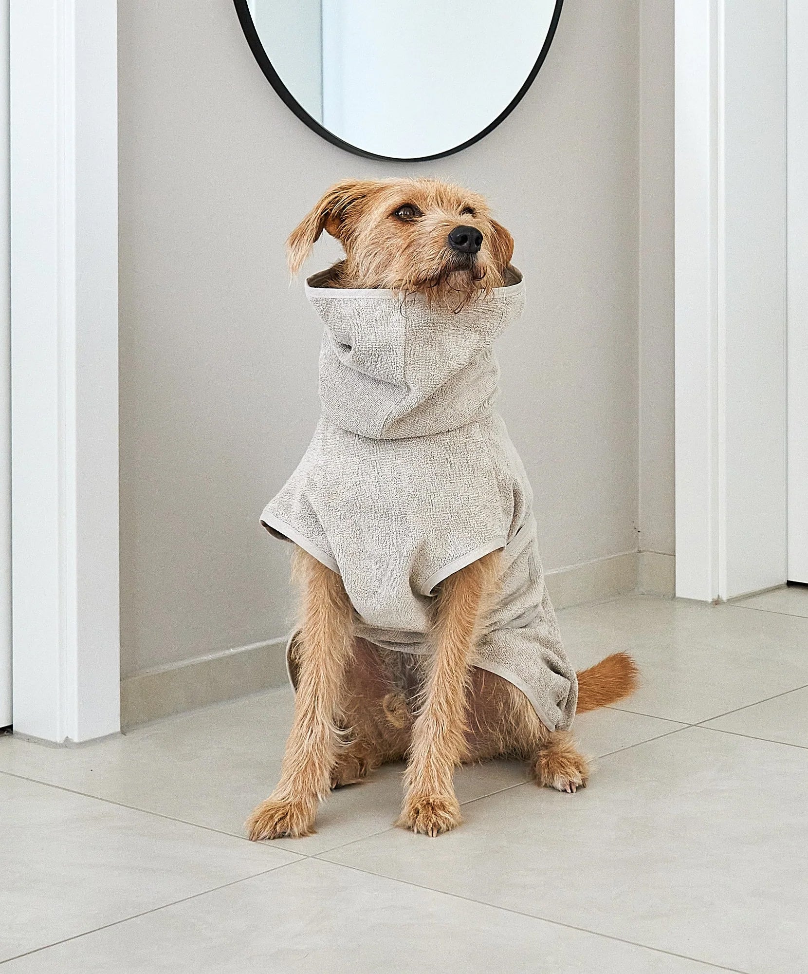 large dog with cotton bathrobe