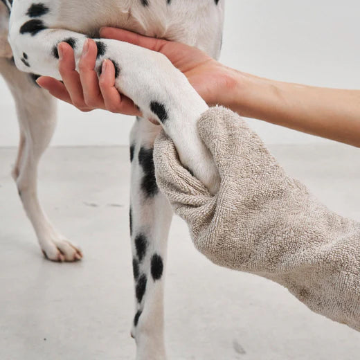 dog parent cleaning dog paw