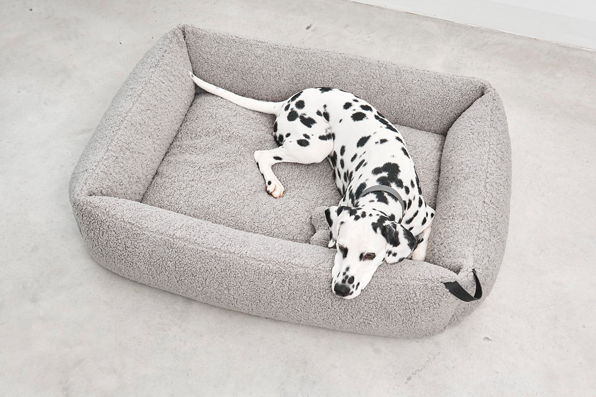 Dalmatian large size dog breed on Miacara dog bed