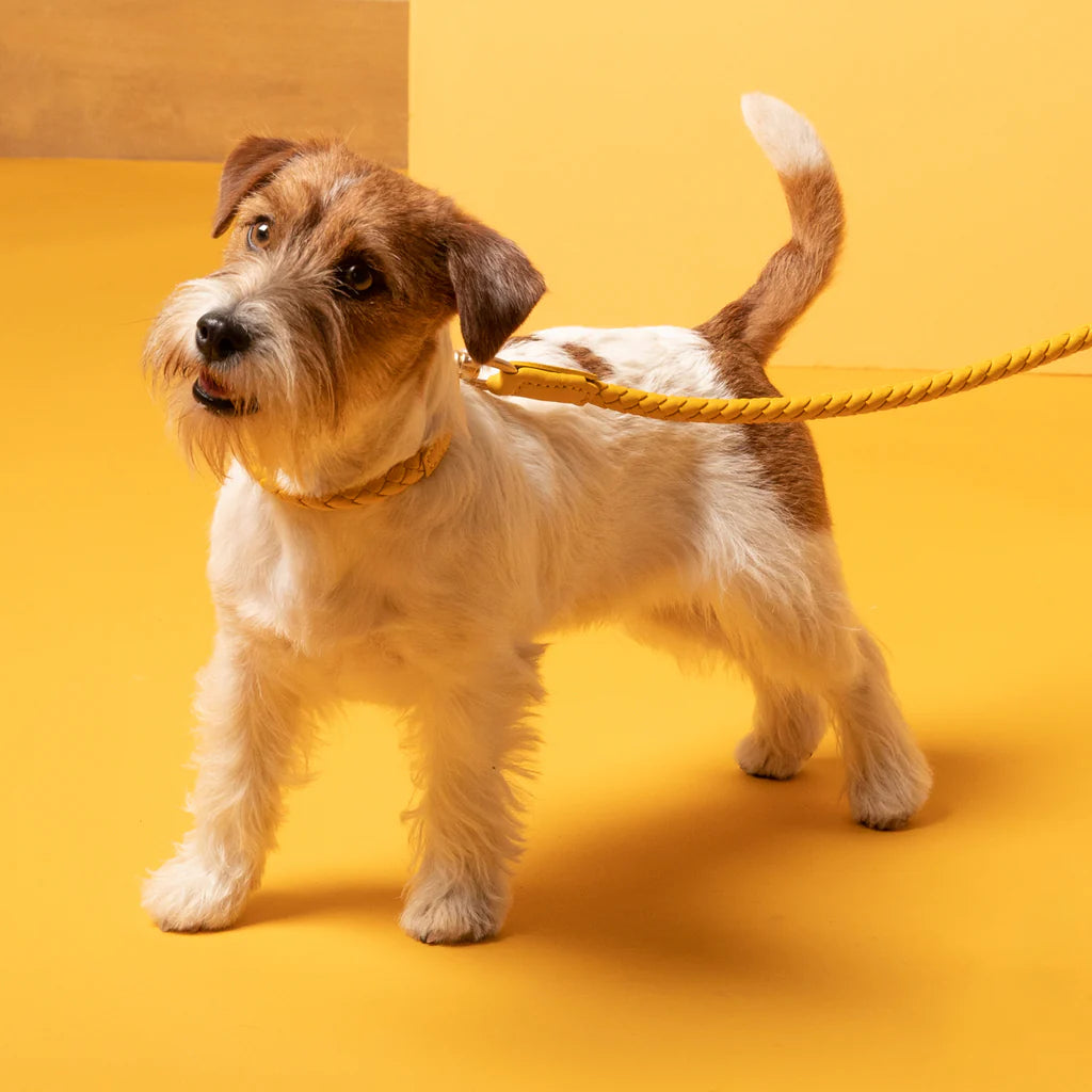 Ferdinando Designer Leather Dog Leash