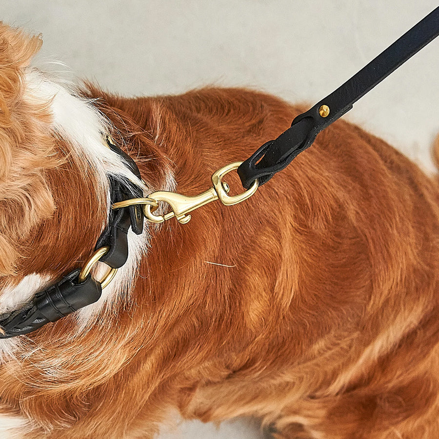 Miacara Siena Leather Dog Collar & Leash