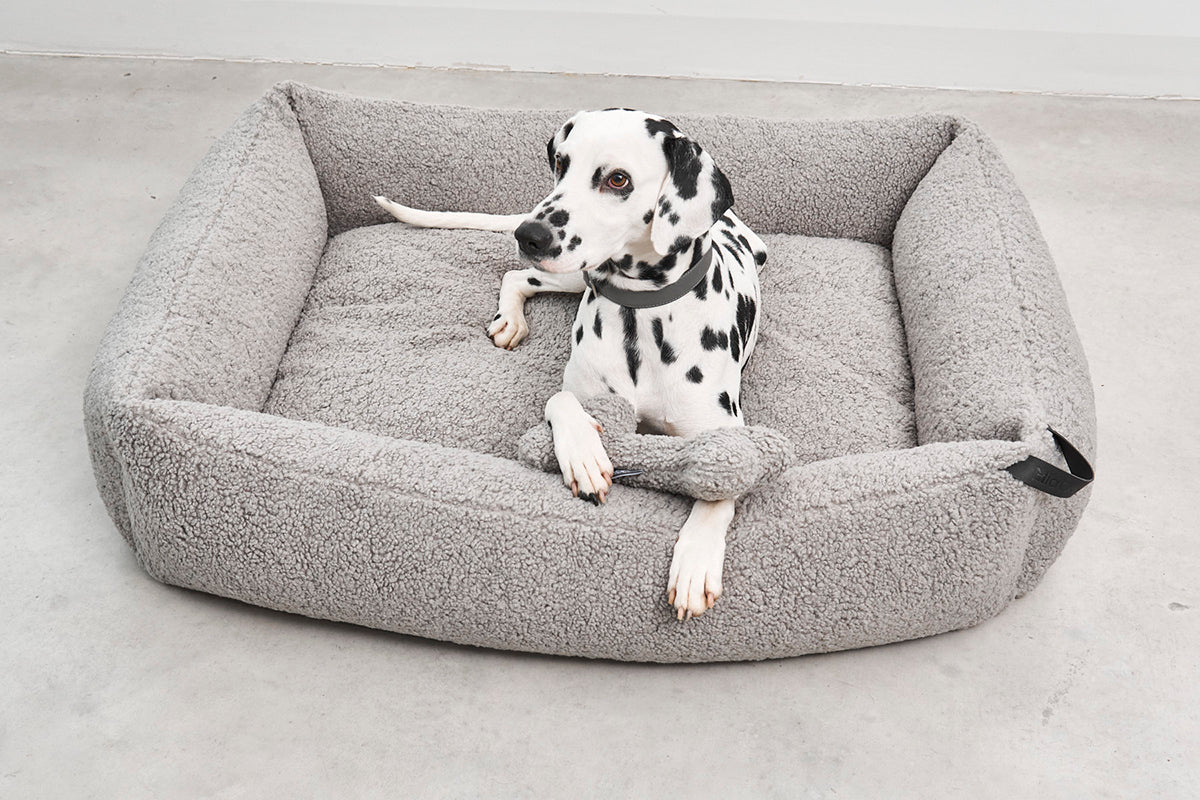 Dalmatian breed on large size dog bed 