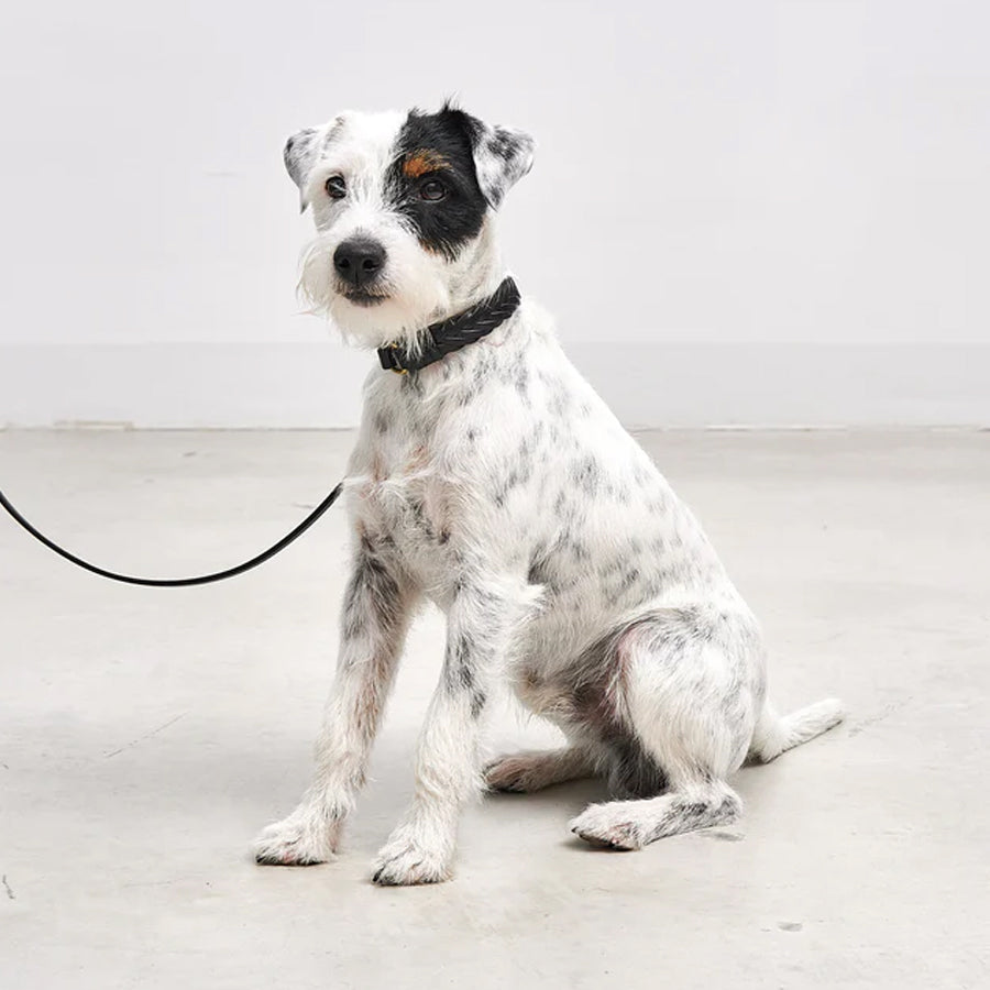 Miacara Leather Dog Collar & Leash Set