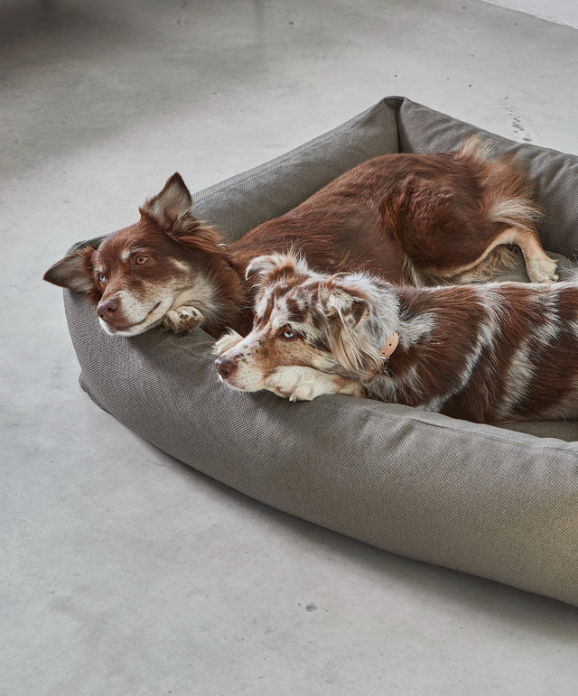 two dogs resting on Miacara mare large size hypoallergenic dog bed