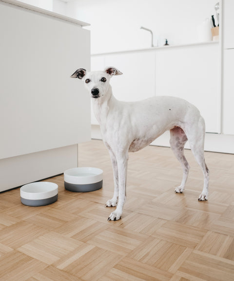 white porcelain dog bowl miacara