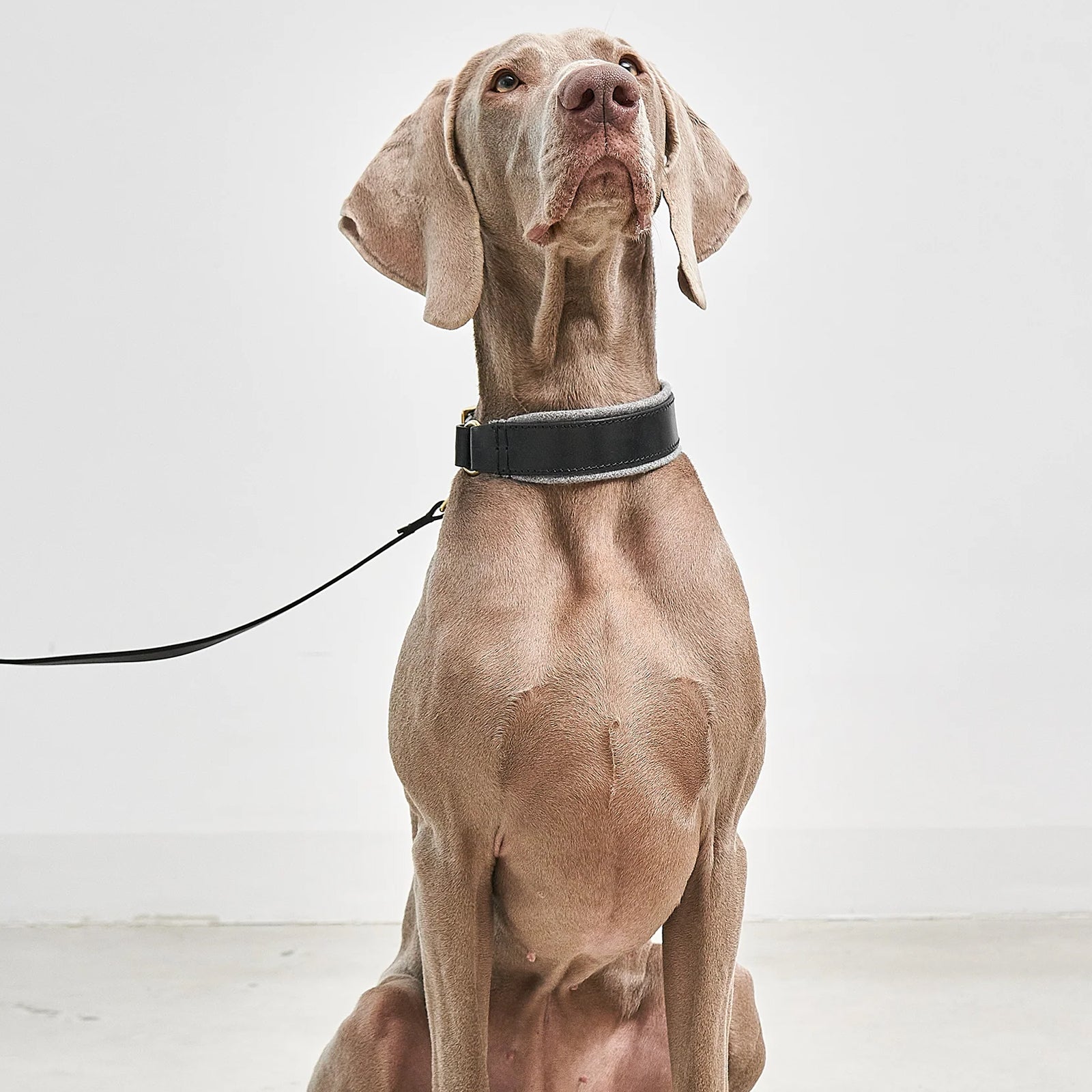Miacara Siena Leather Dog Collar & Leash