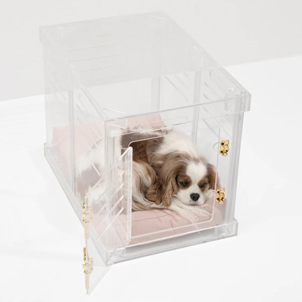 Cavalier King Charles inside Hiddin designer acrylic small dog crate