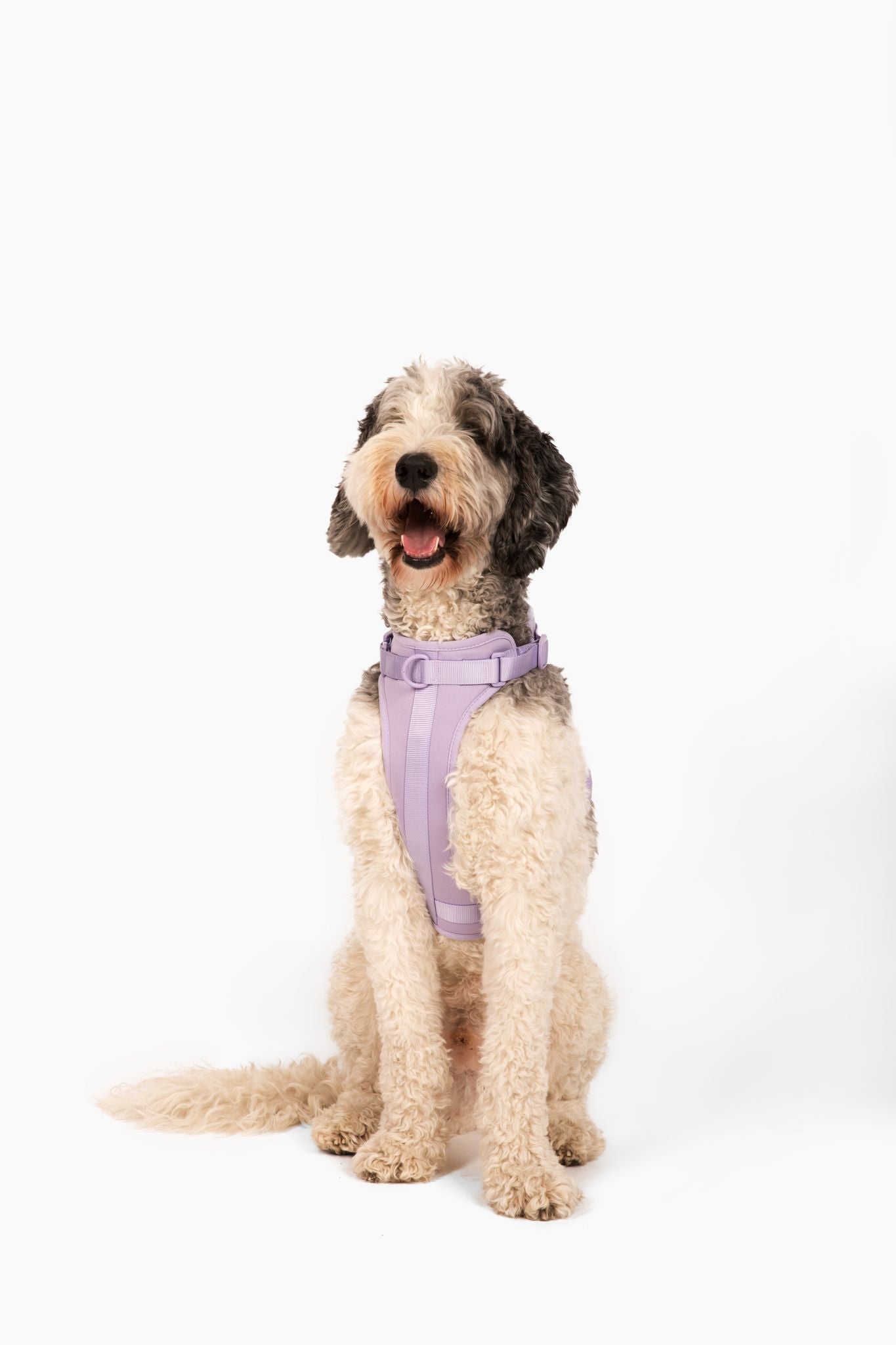 Cute lightweight cushioned dog harness