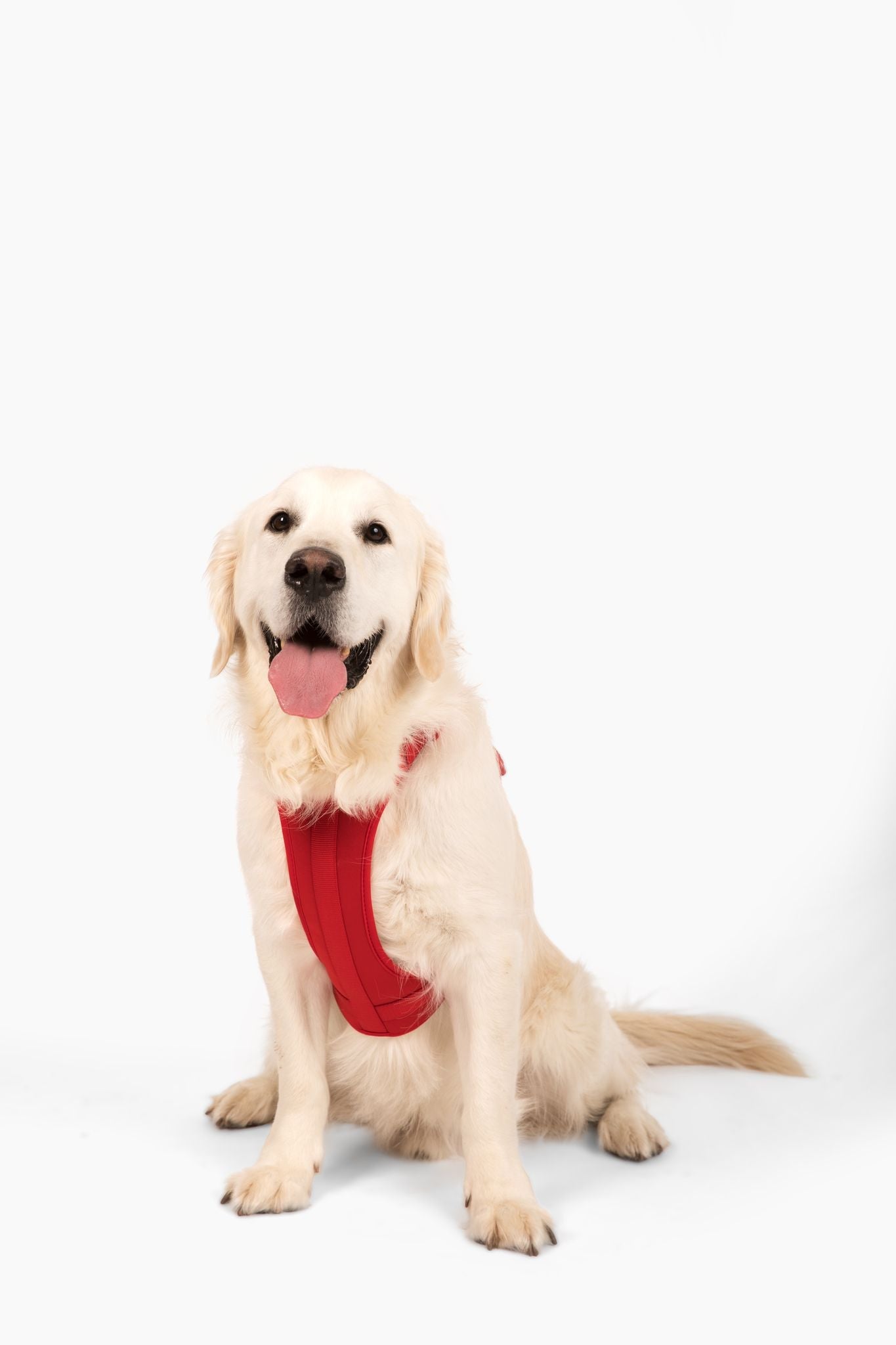 Cute lightweight cushioned dog harness
