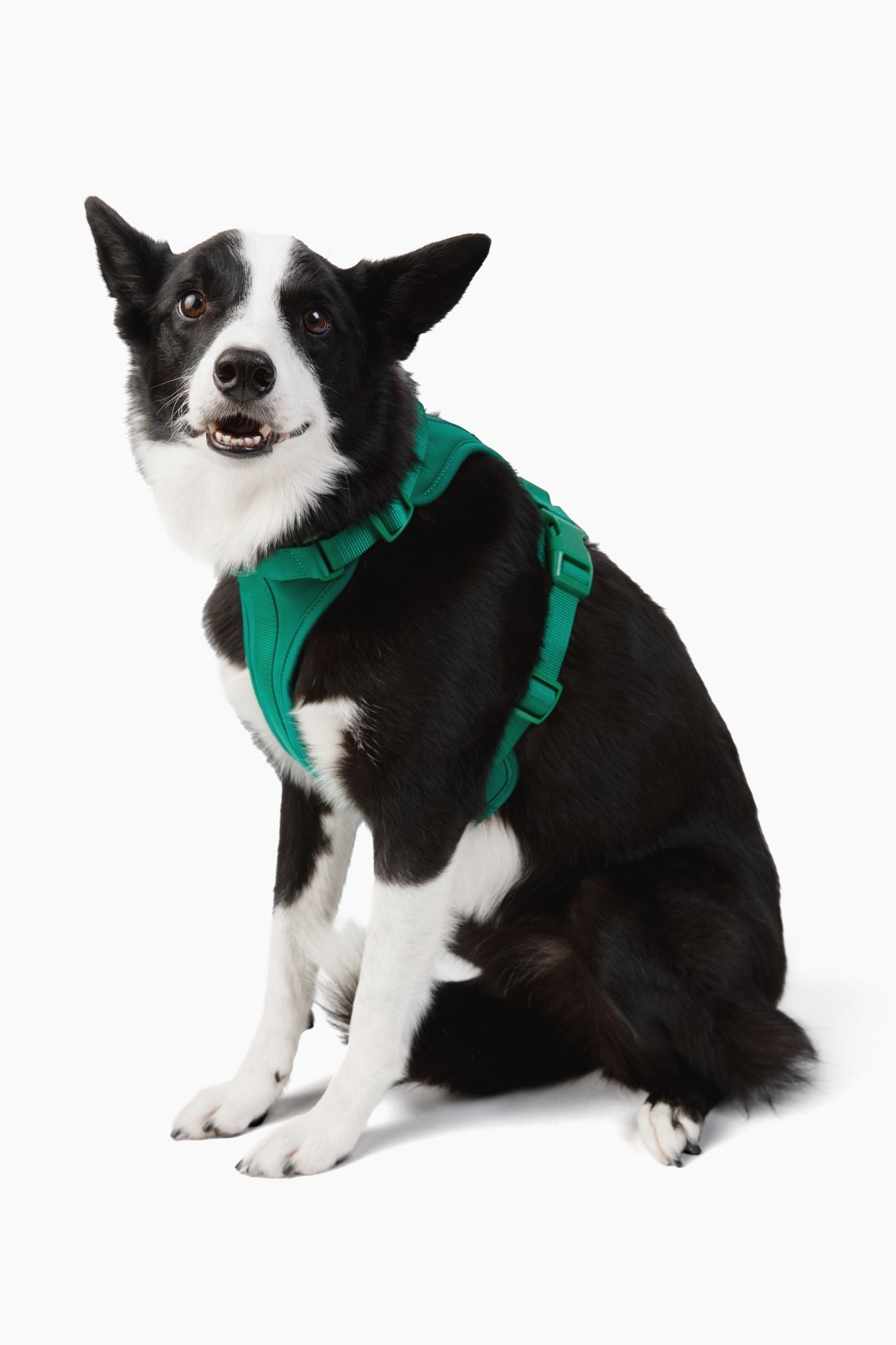 Cute lightweight cushioned dog harness