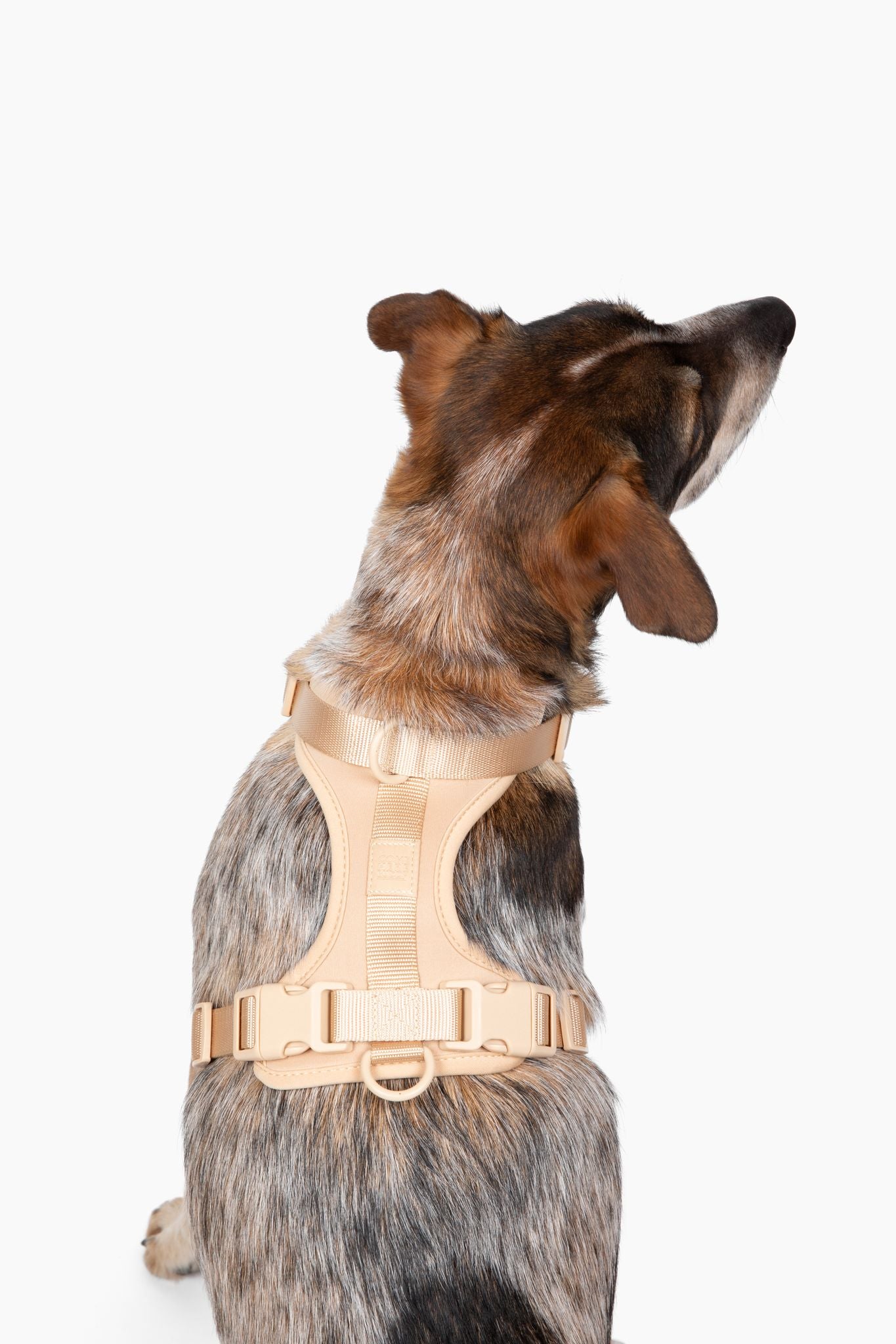 Cute lightweight cushioned dog harness