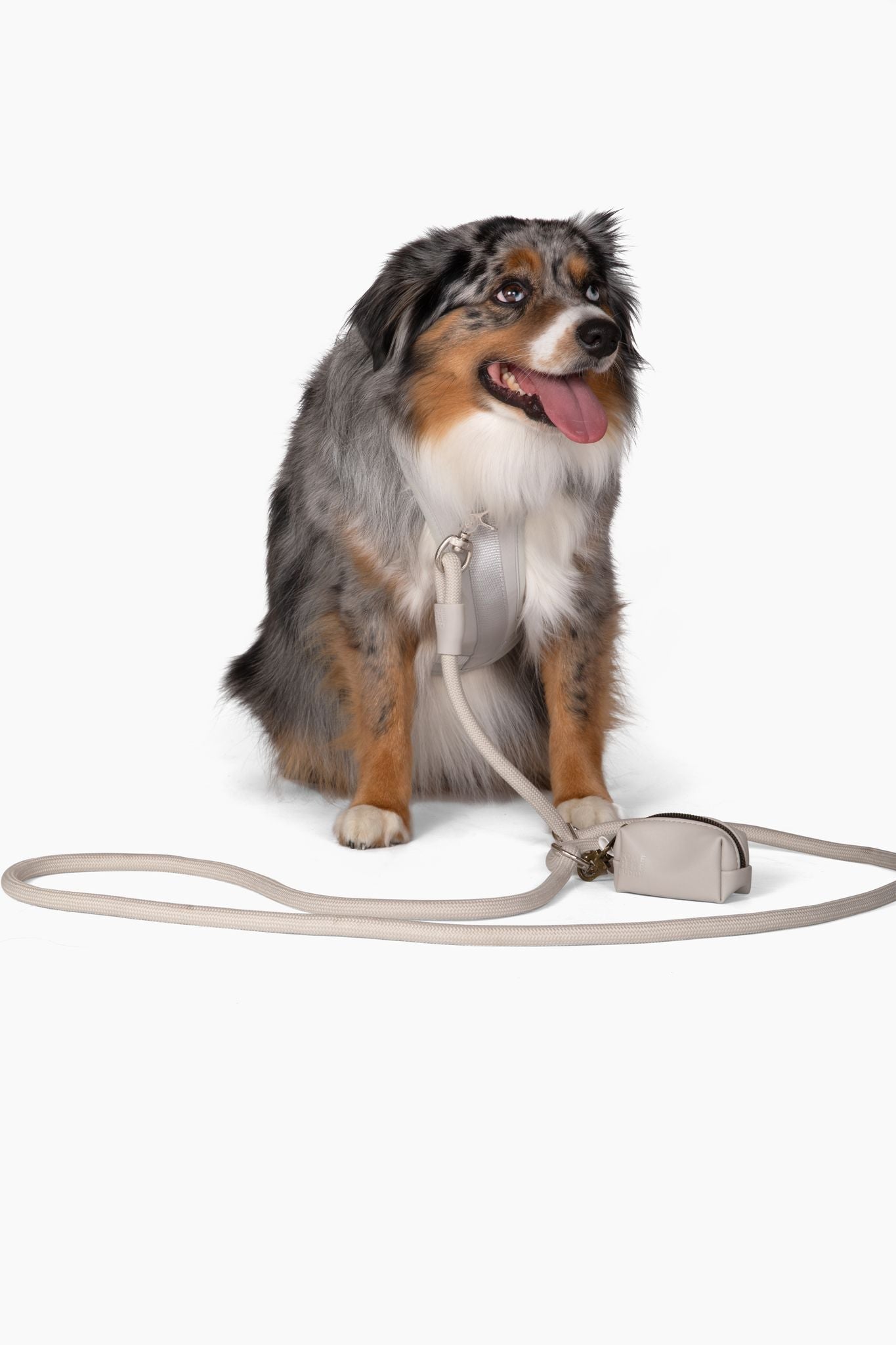 Cute lightweight cushioned dog harness