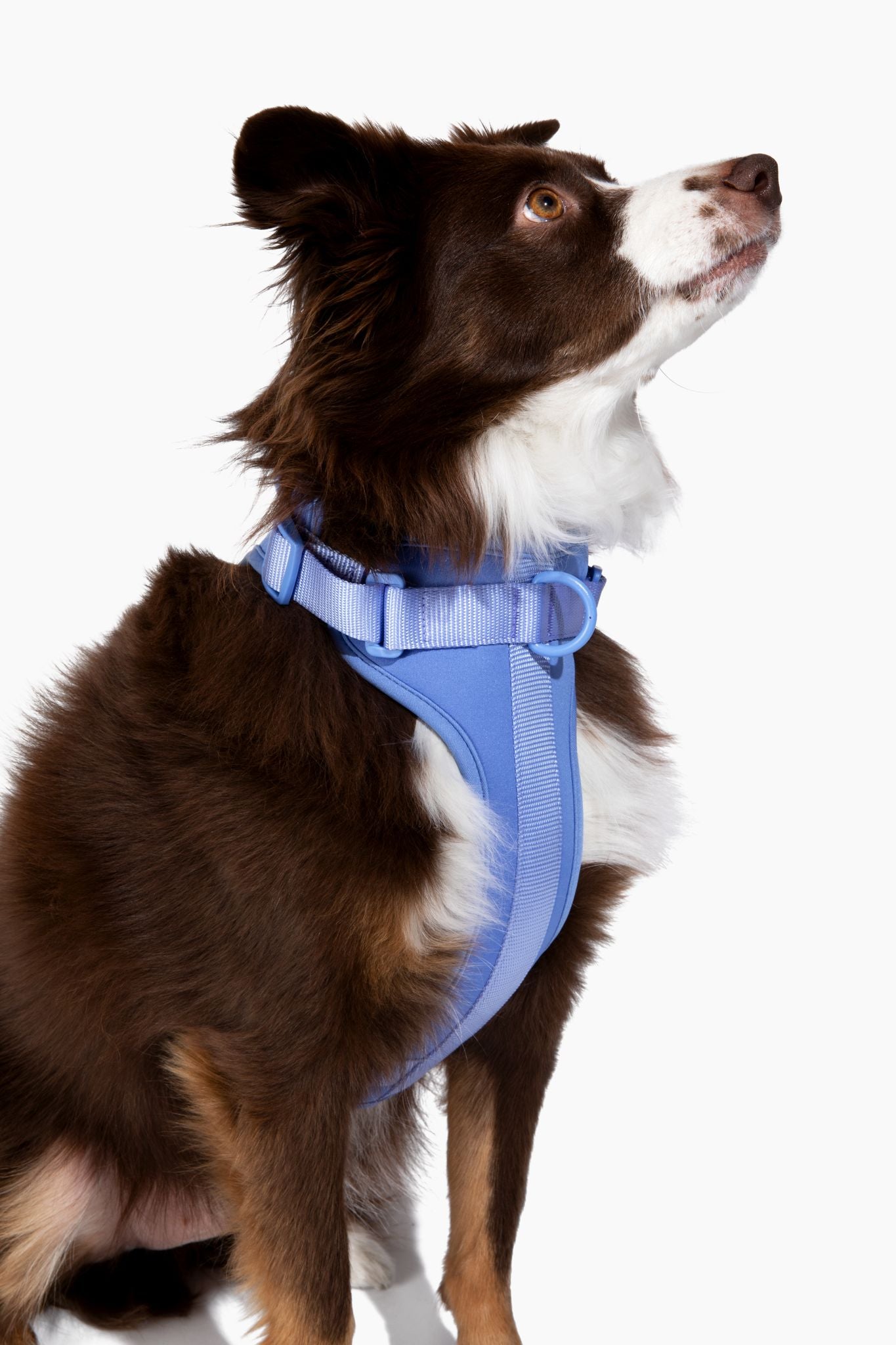 Cute lightweight cushioned dog harness