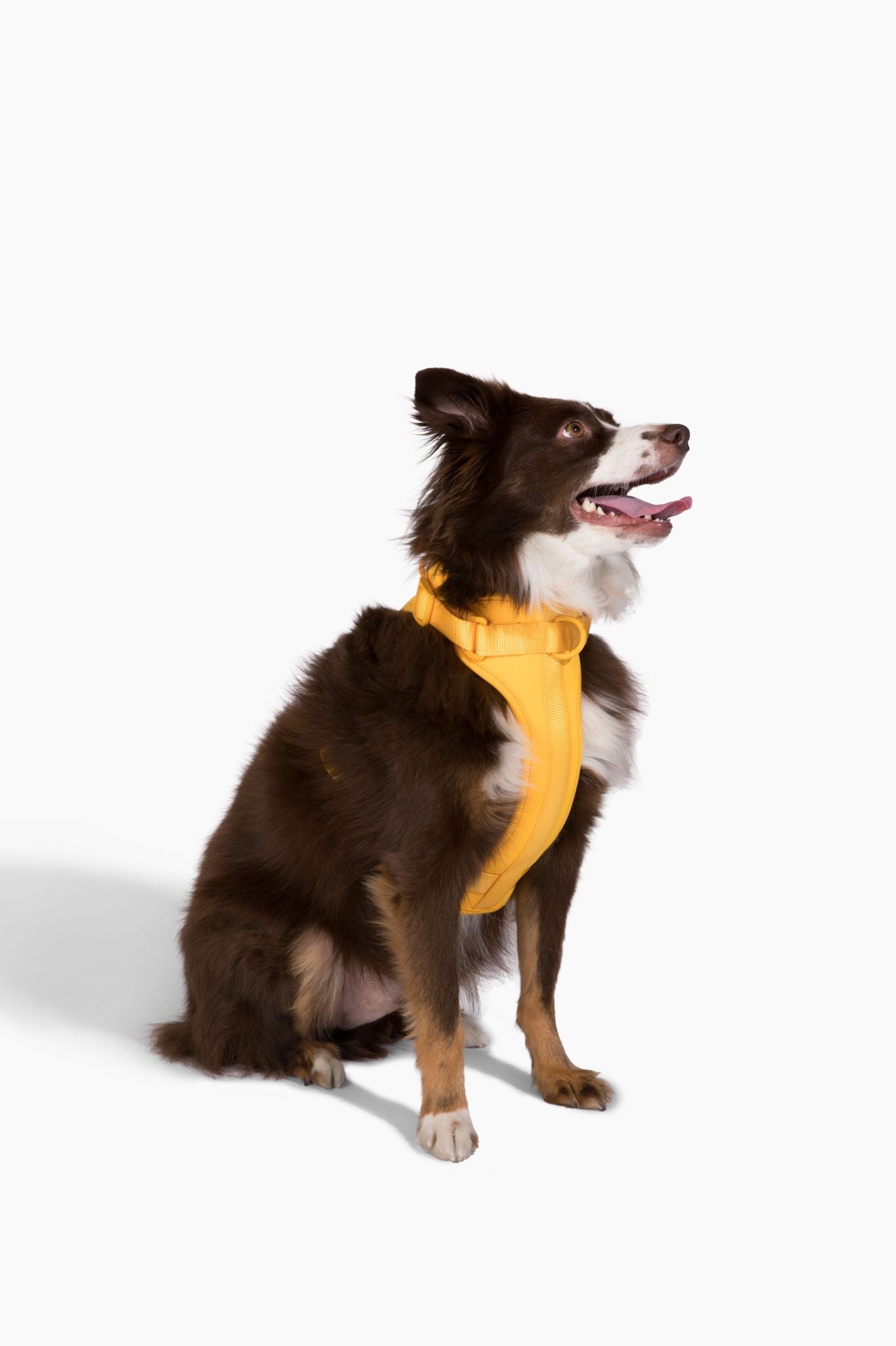 Cute lightweight cushioned dog harness