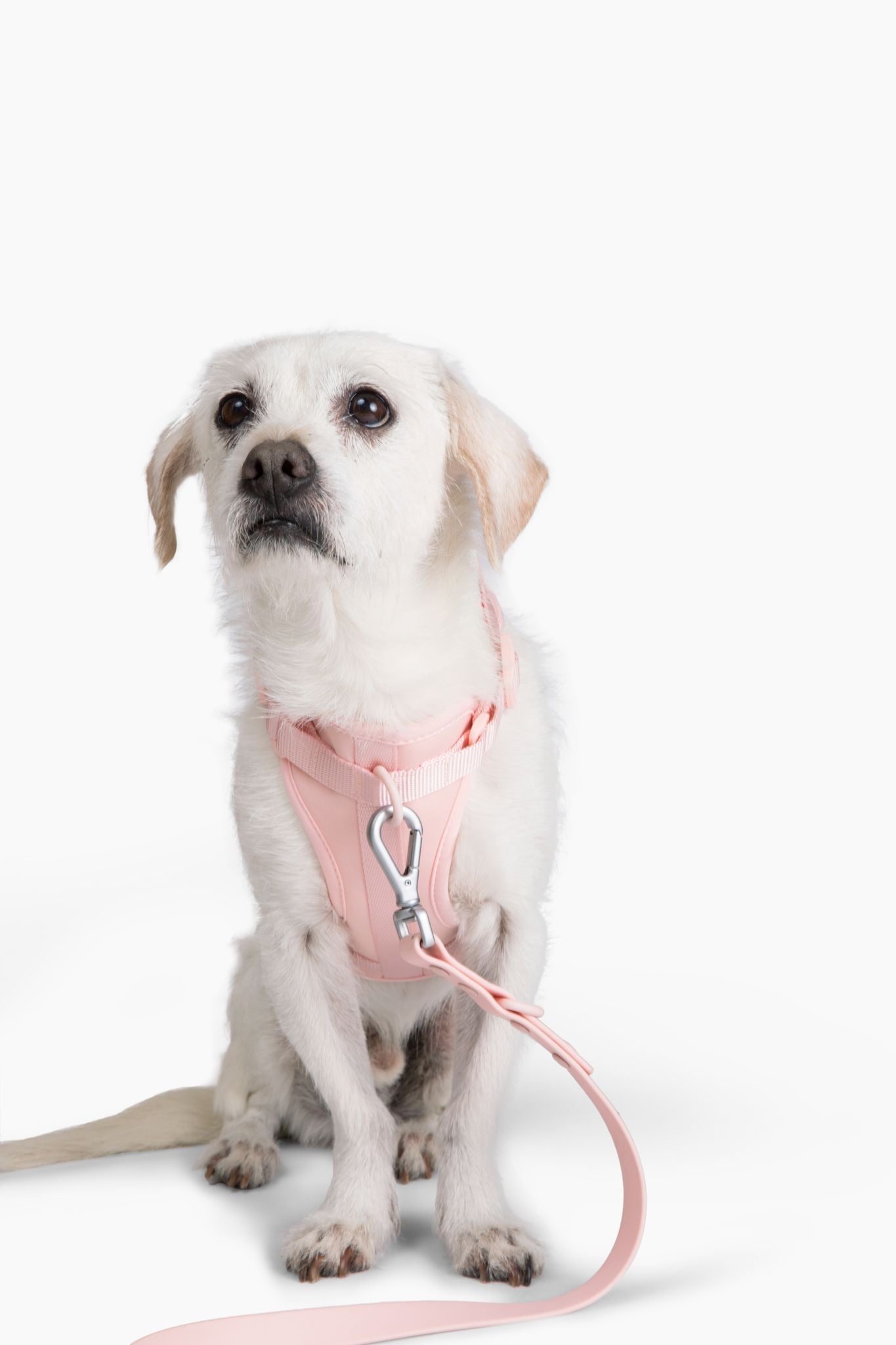 Cute lightweight cushioned dog harness