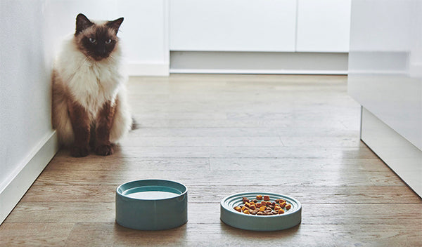 Miacara piatto cat bowl in porcelain