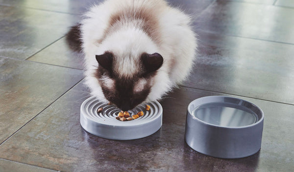 Beautiful cat bowl as a gift