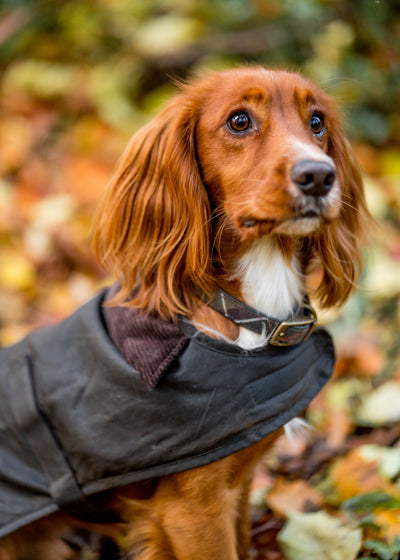 Stylish dog collar from Barbour dogs