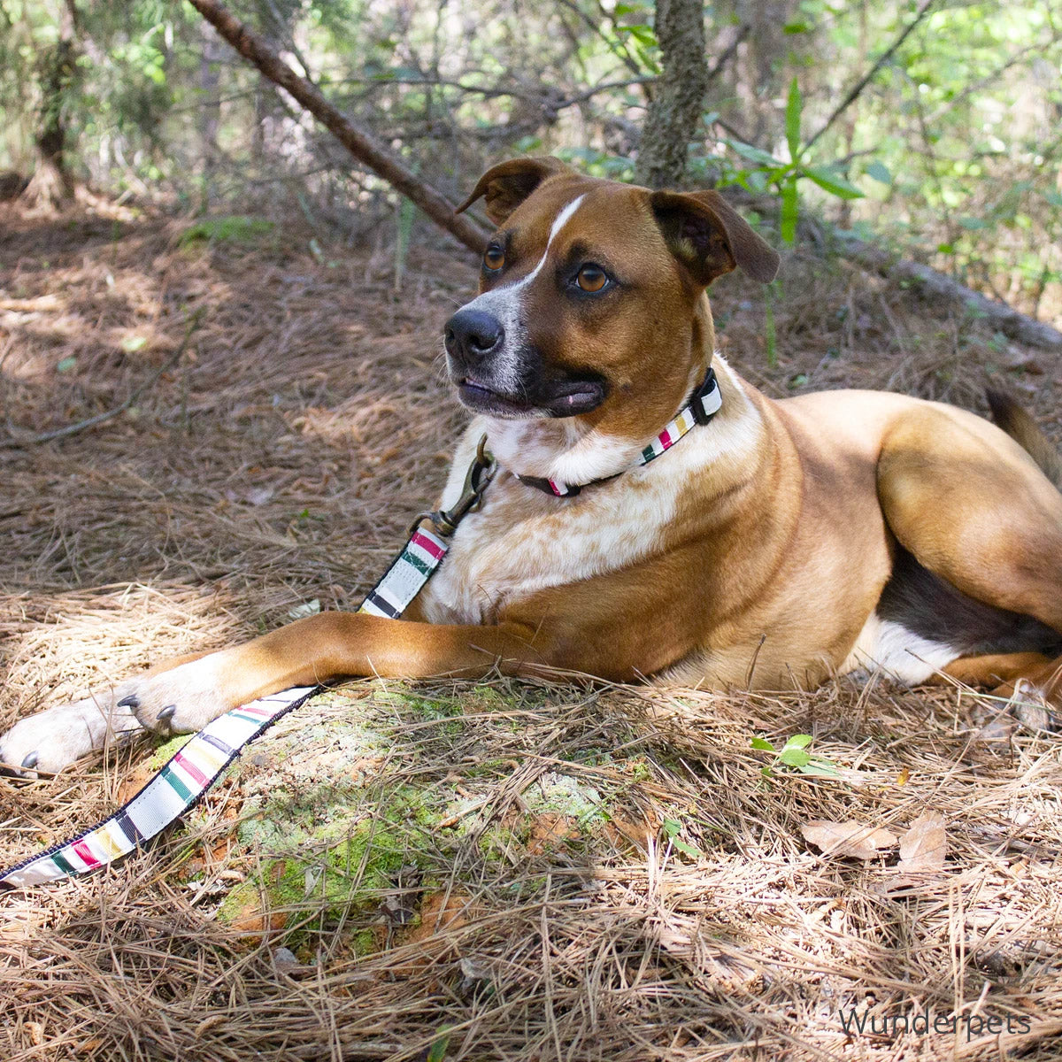 Dog camping with a Pendleton Dog Collar in Glacier National Park colors. 