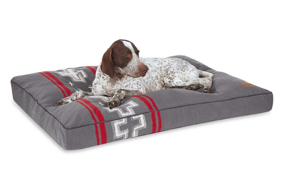 Setter dog on Pendleton pet napper with removable cover