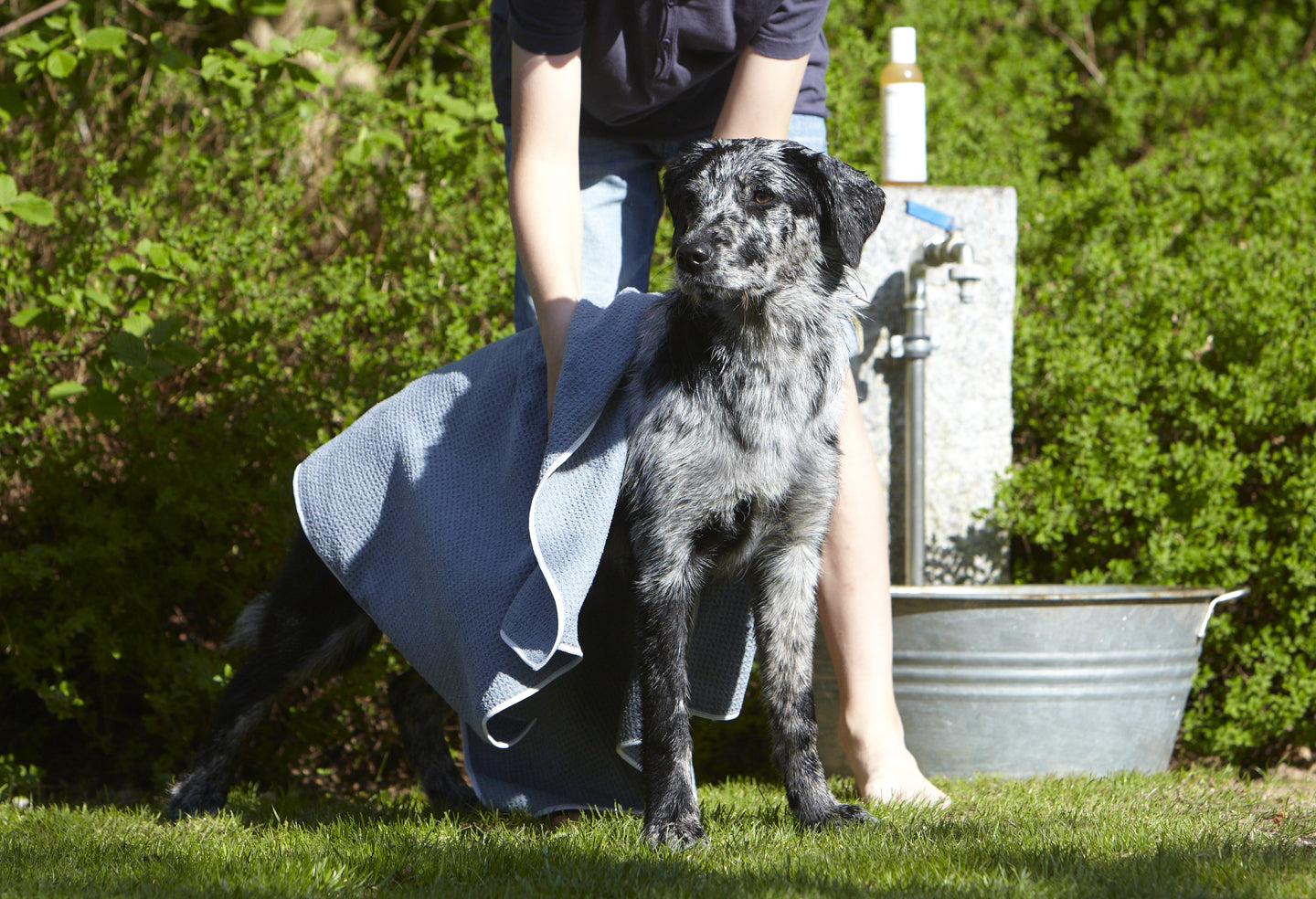 Large dog drying off with a microfiber dog towel