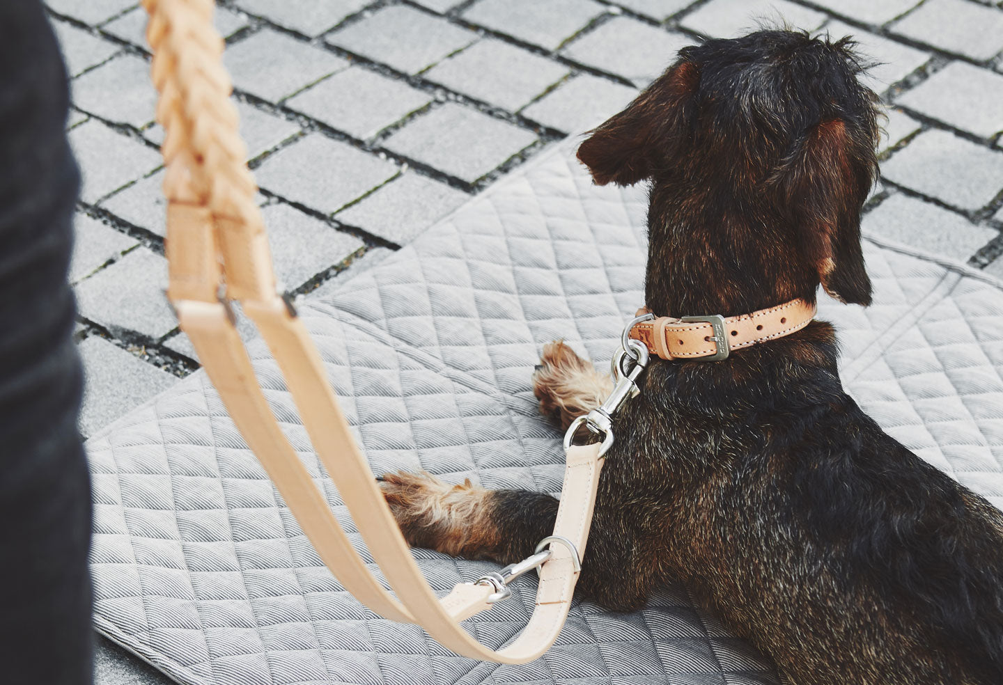 miacara dog accessories