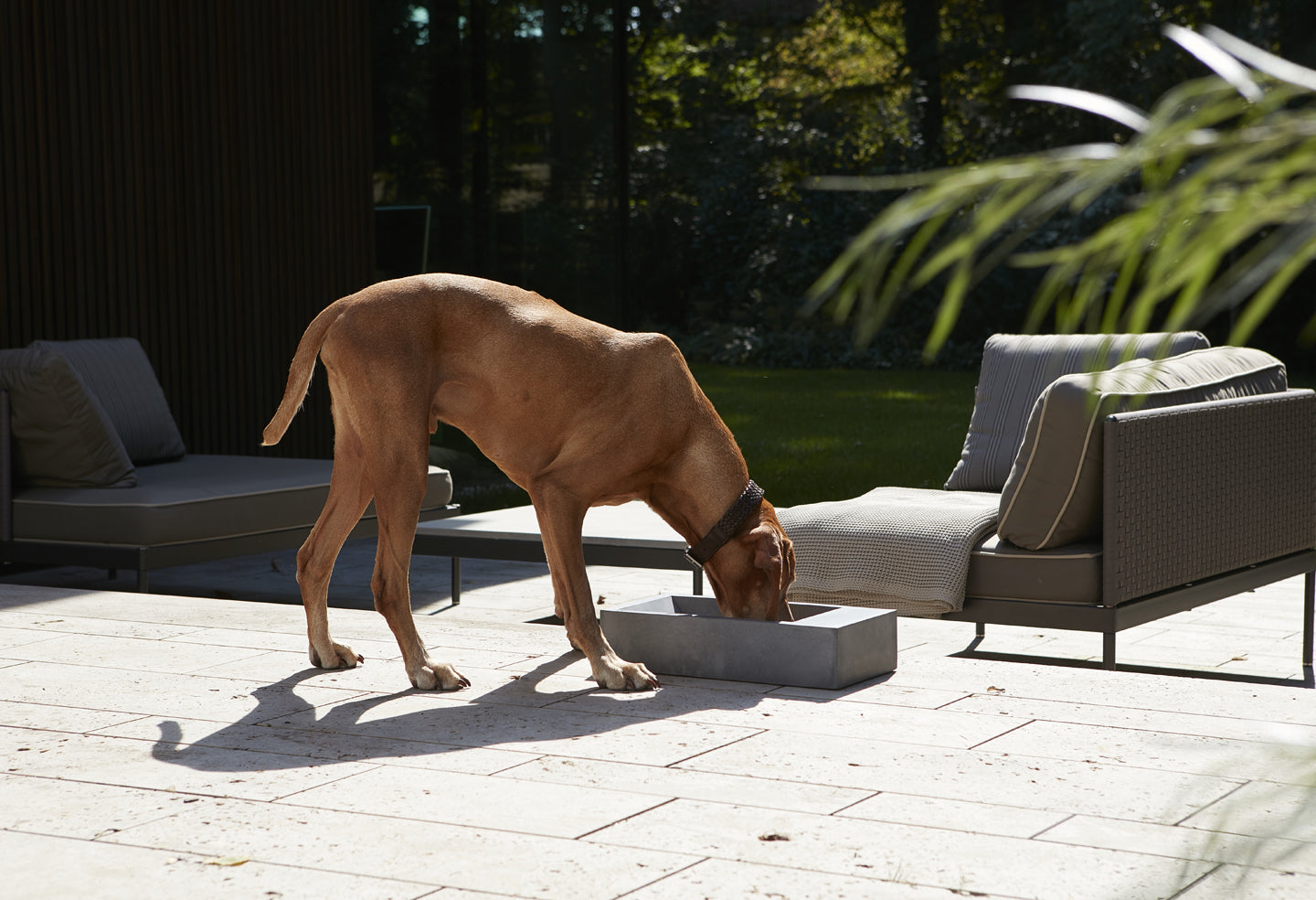 Designer dog bowls from Miacara concrete