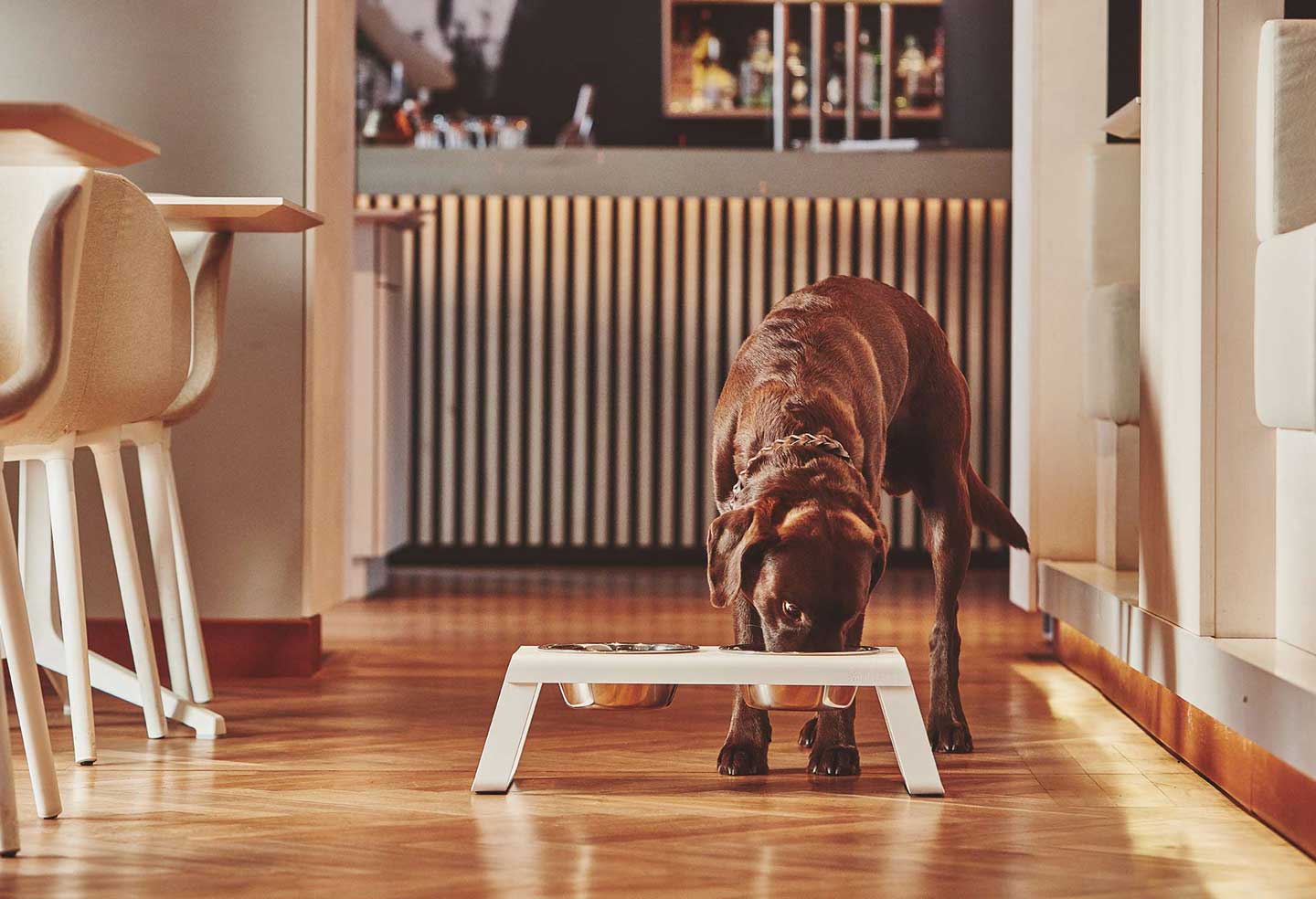 Large brown labrador eating from elevated  dog feeder from Desco Miacara Dog Bowls