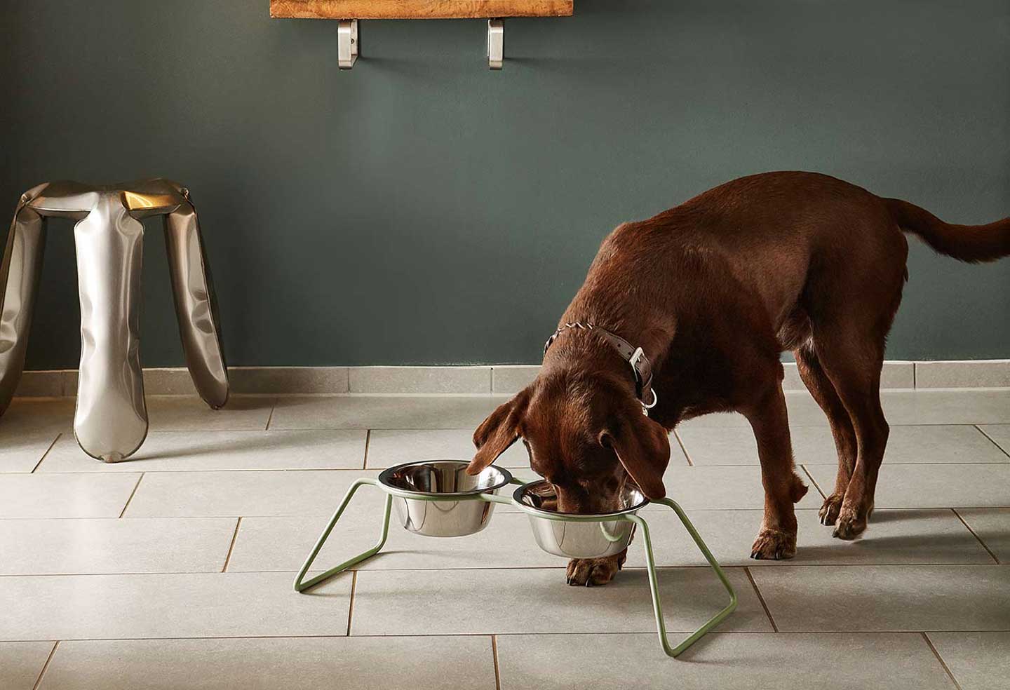 Labrador eating from Miacara cena large dog feeder