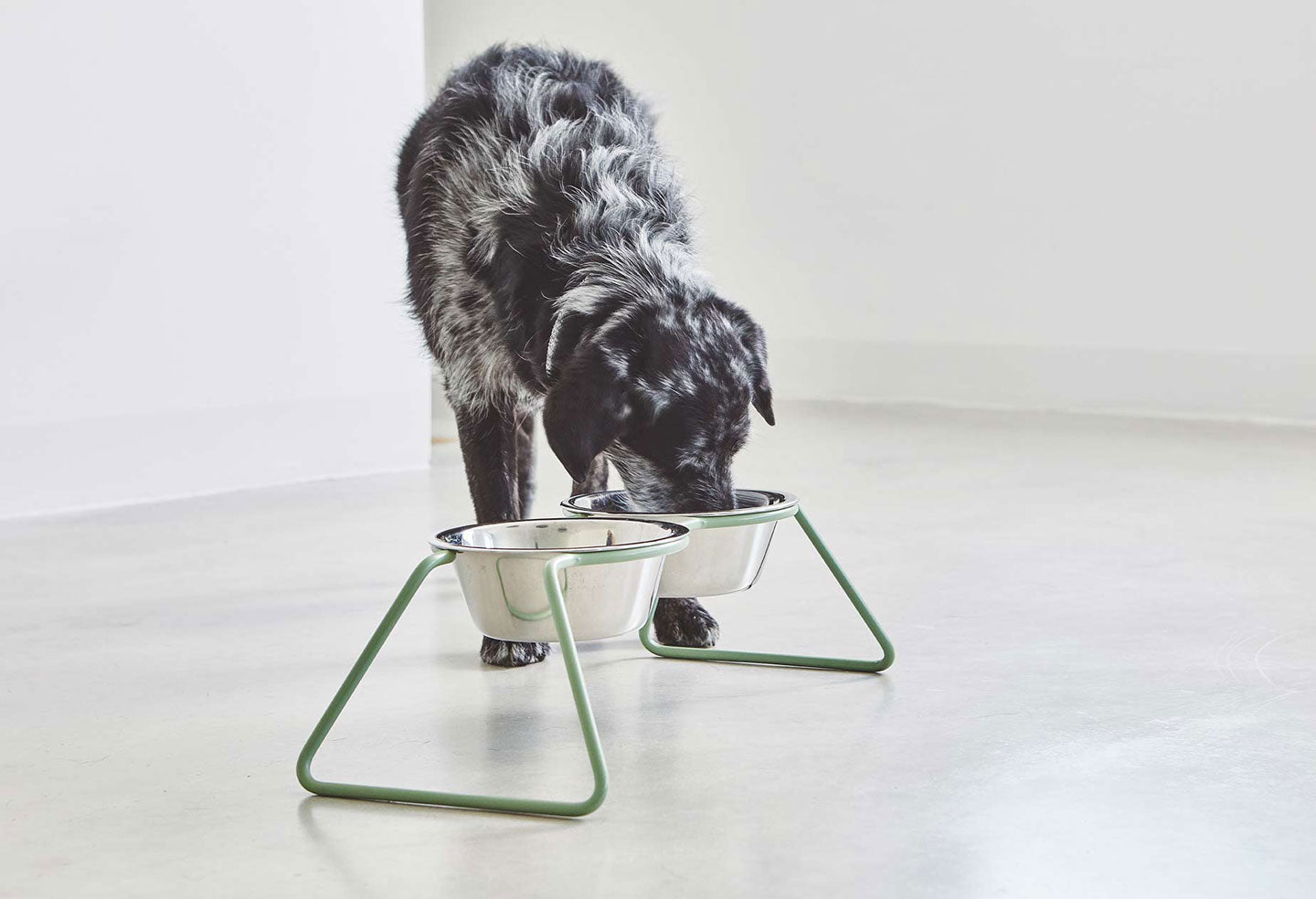 Large dog feeding from Miacara cena stainless steel bowls