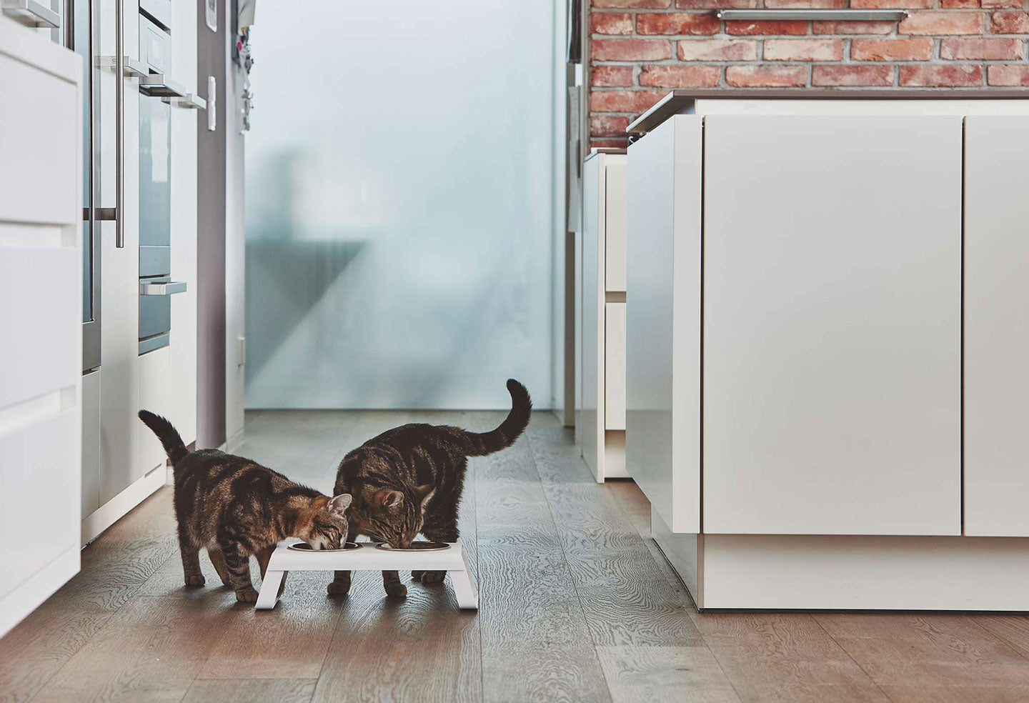 Two cats eating from elevated cat feeder from Miacara with double bowls