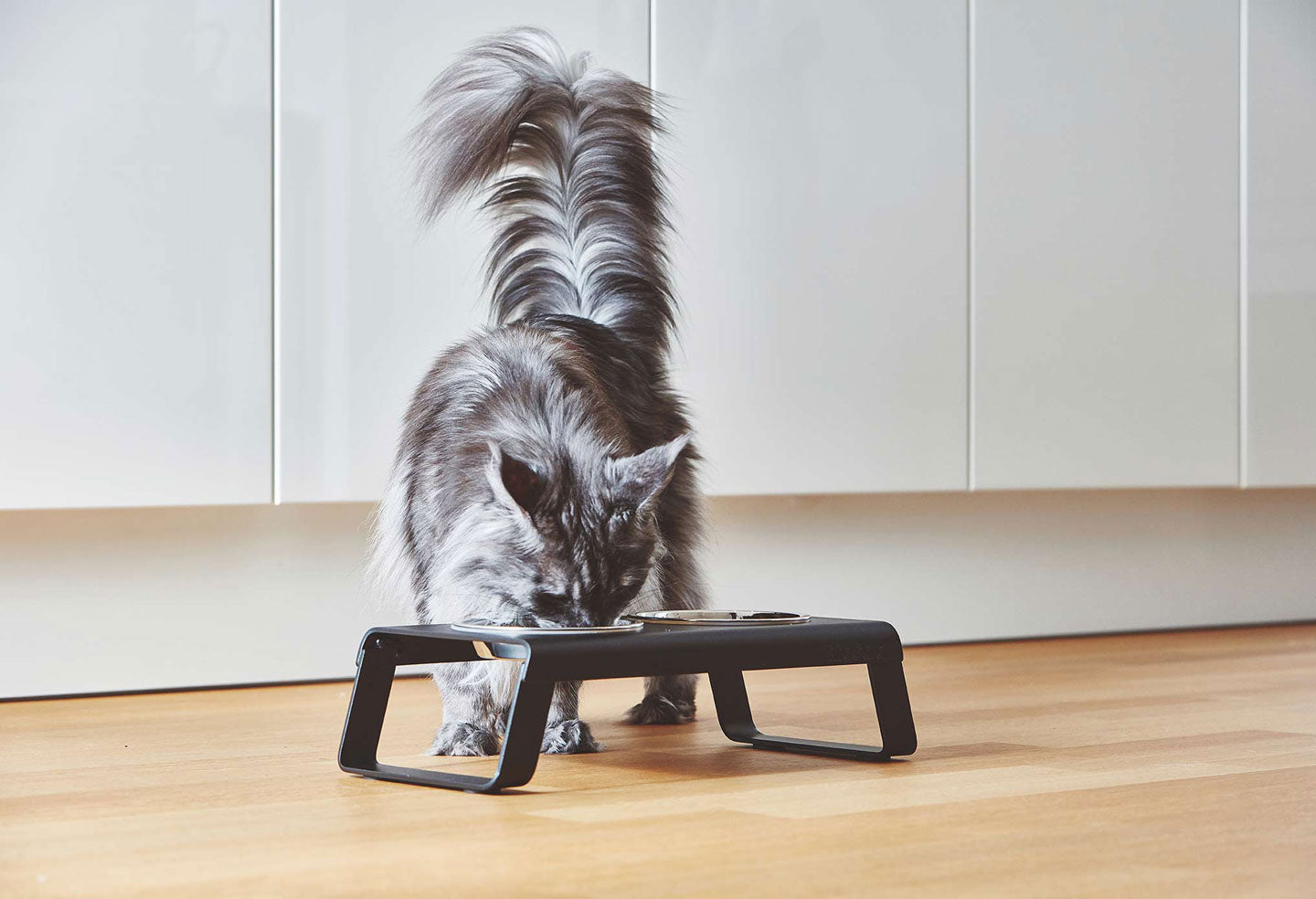 Black miacara Desco cat feeder