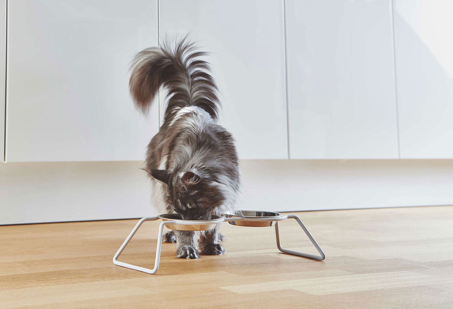 Cat eating from Miacara Cena elevated cat bowl with high quality stainless steel